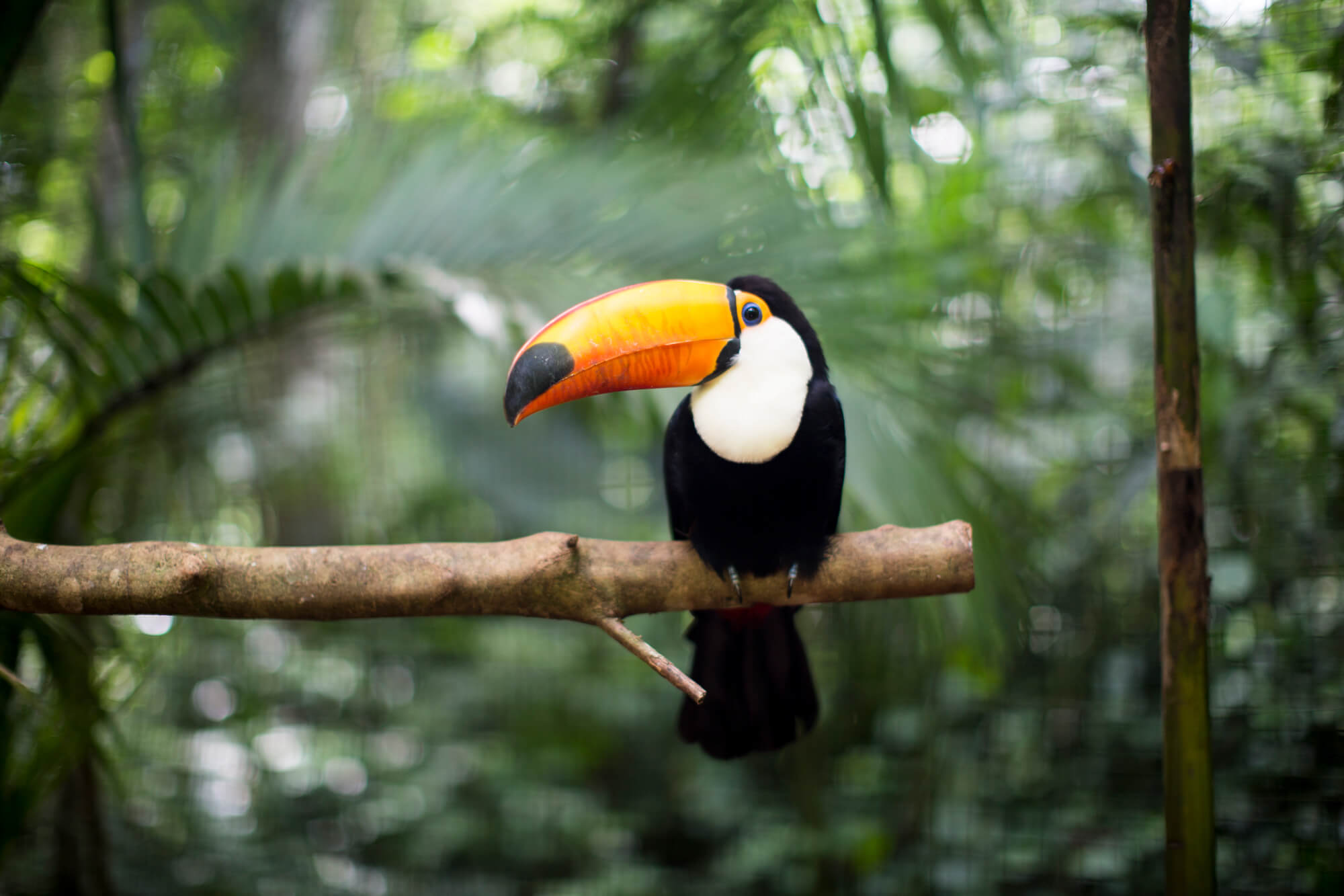 costa-rica-content-reise-costa-rica-mietwagenrundreise
