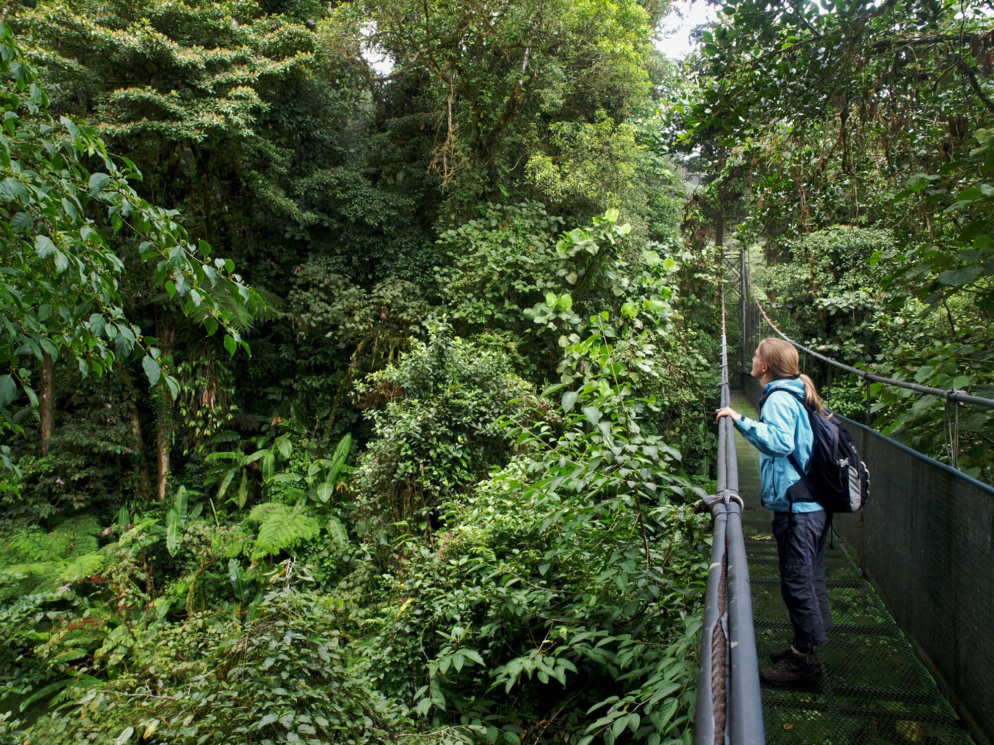 Monteverde Nebelwald