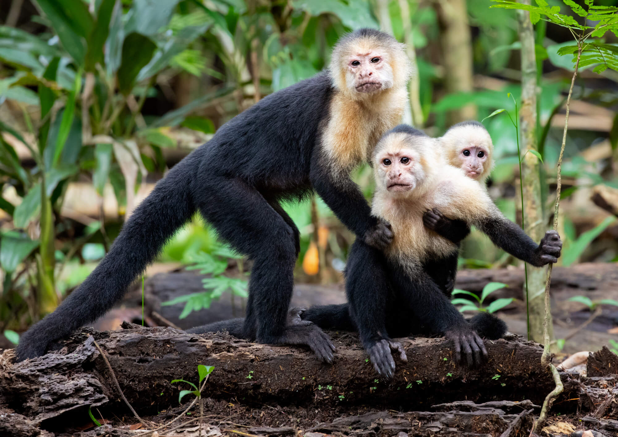 Tortuguero Nationalpark