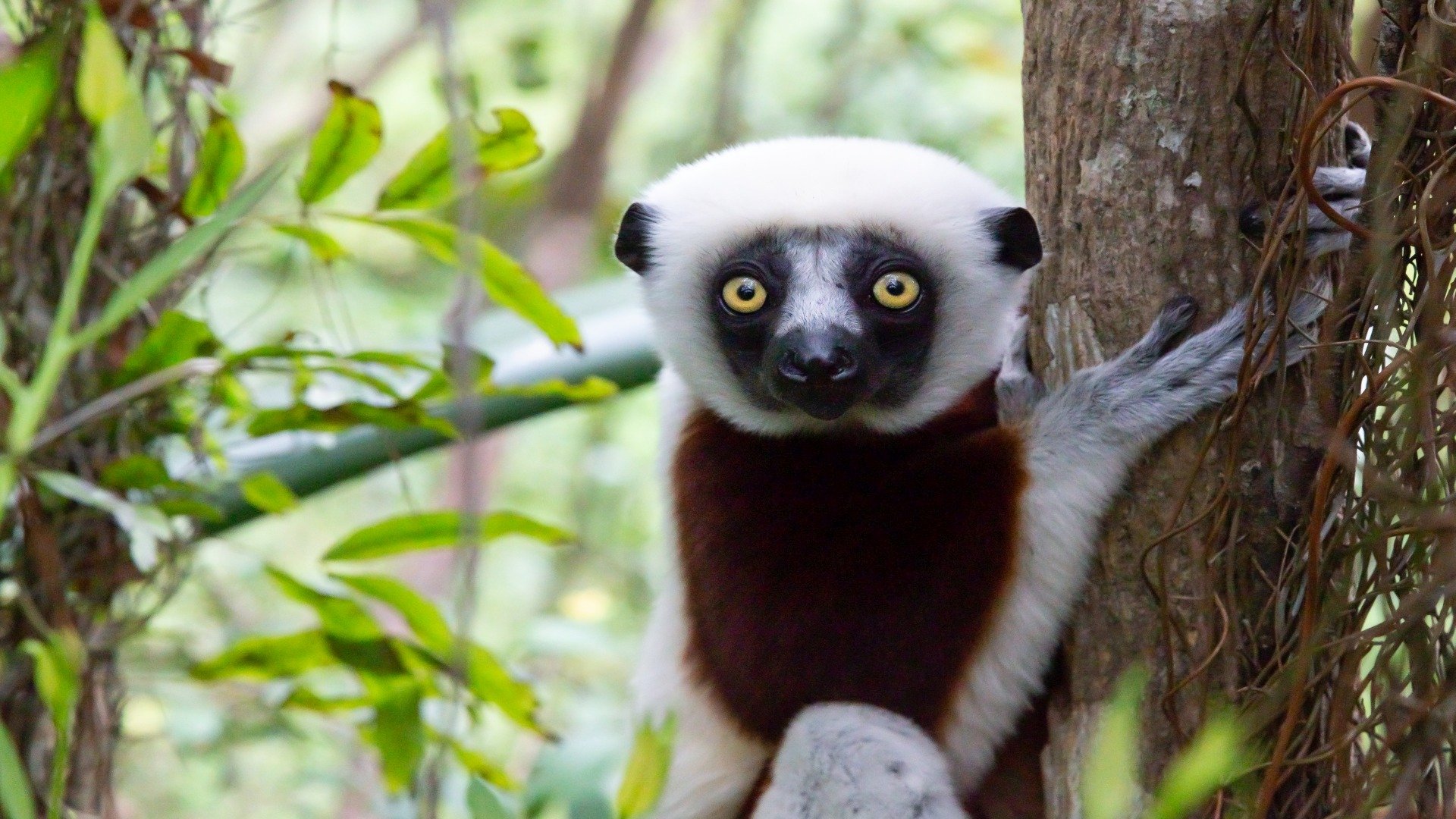madagaskar_poster_istock_22