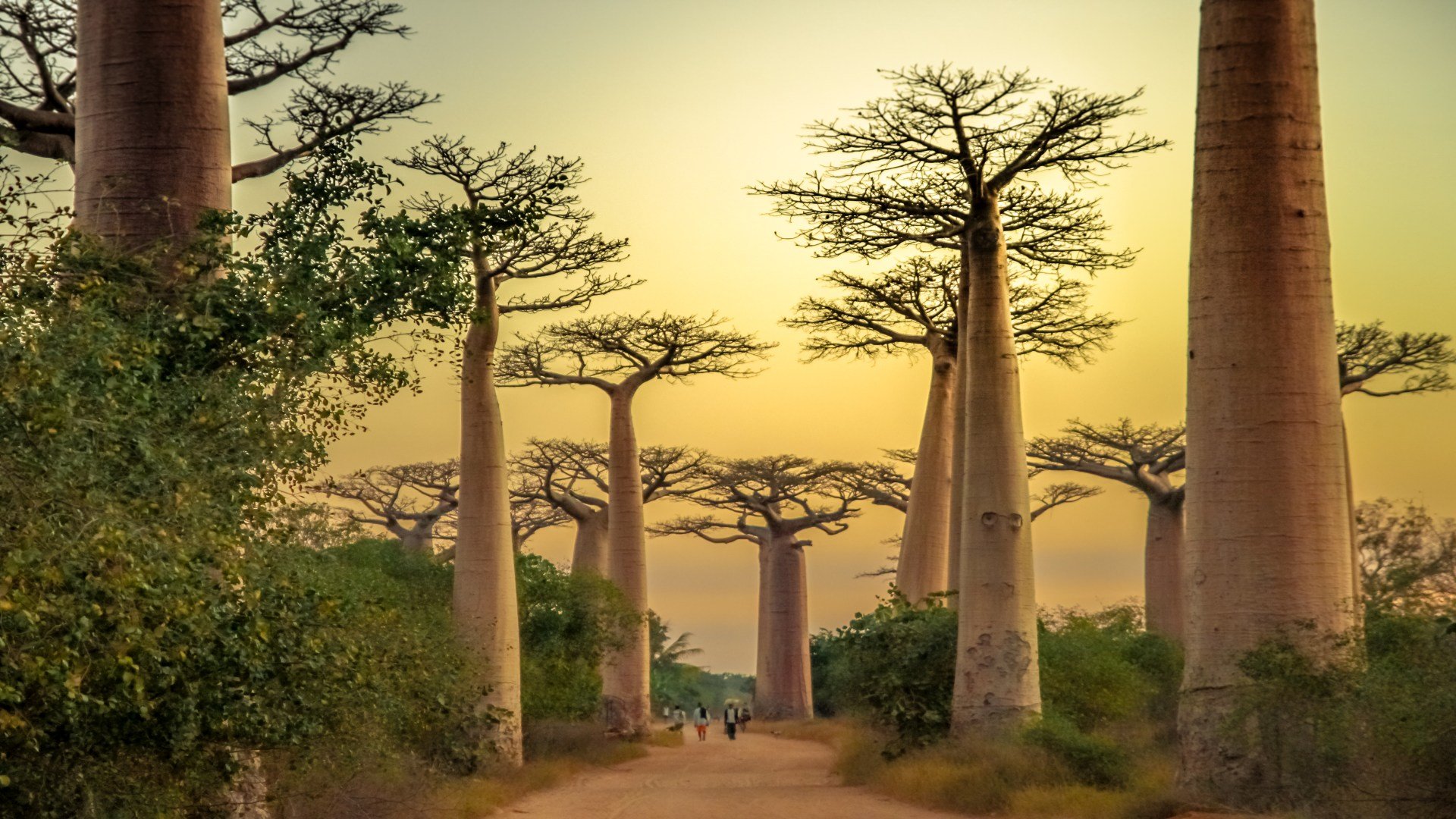 madagaskar_poster_istock_6