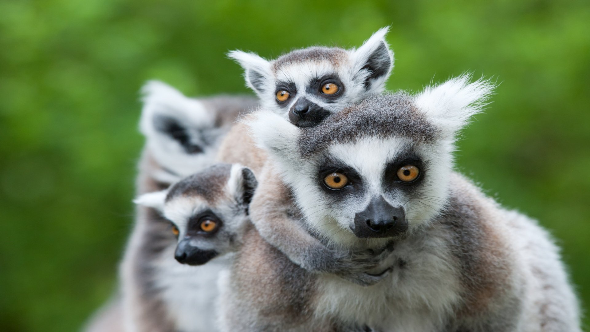 madagaskar_poster_istock_7