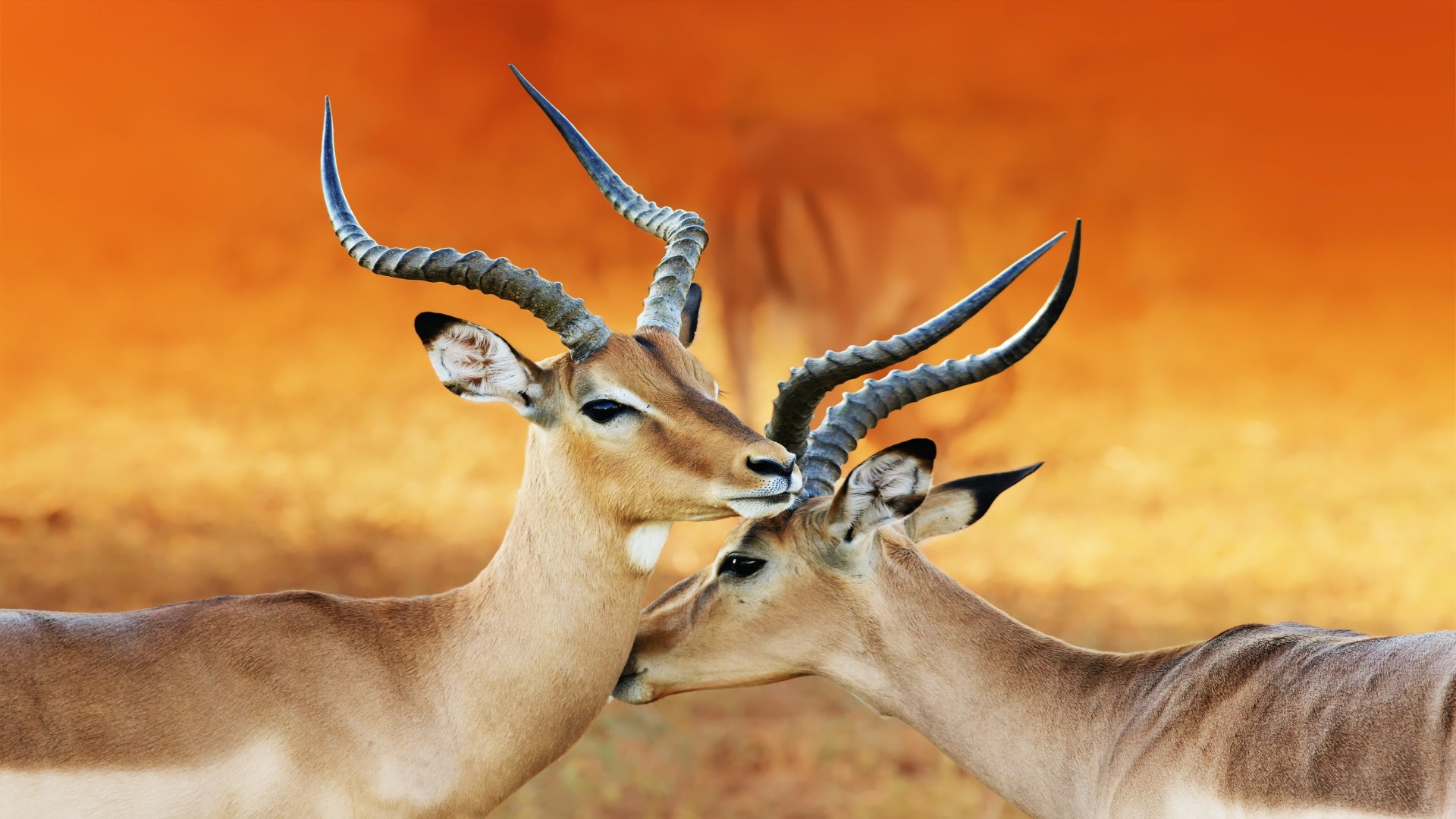 namibia_poster_istock_7
