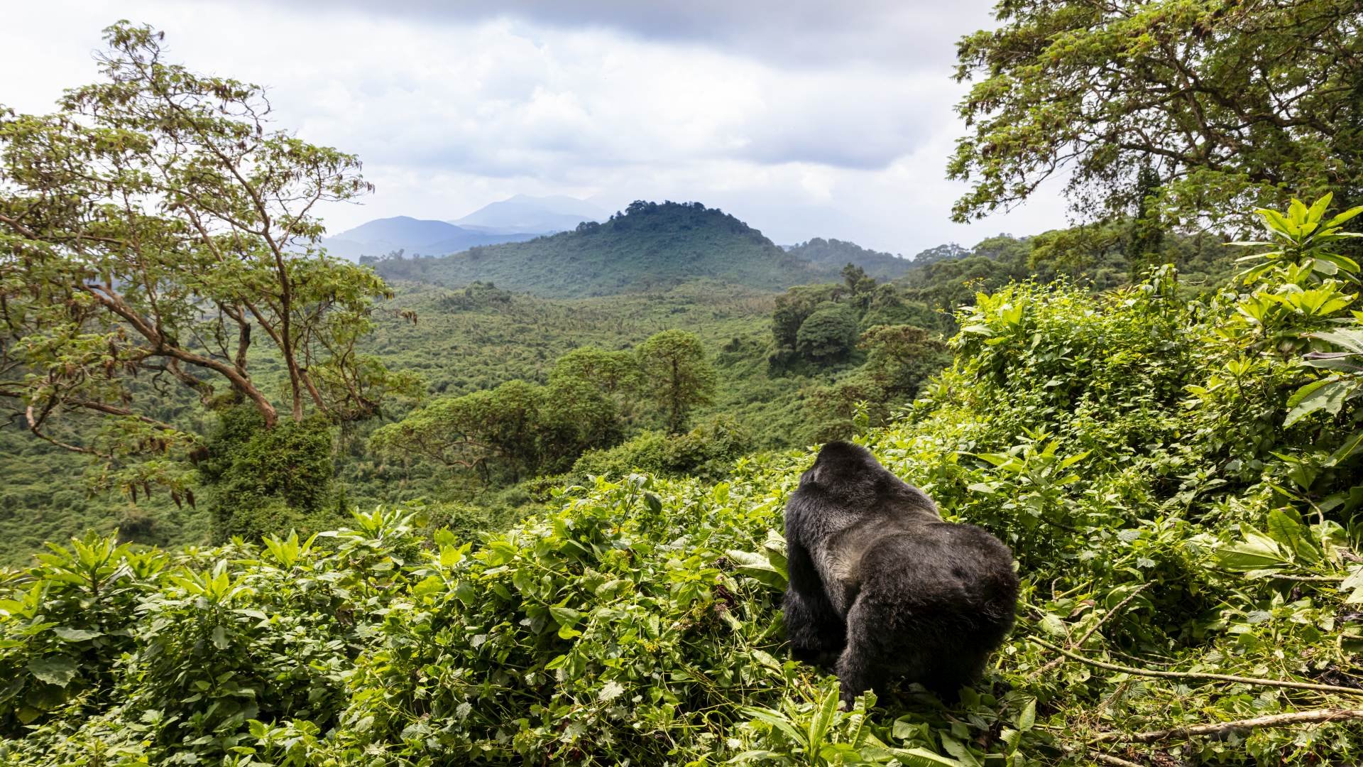 ruanda_poster_istock_1