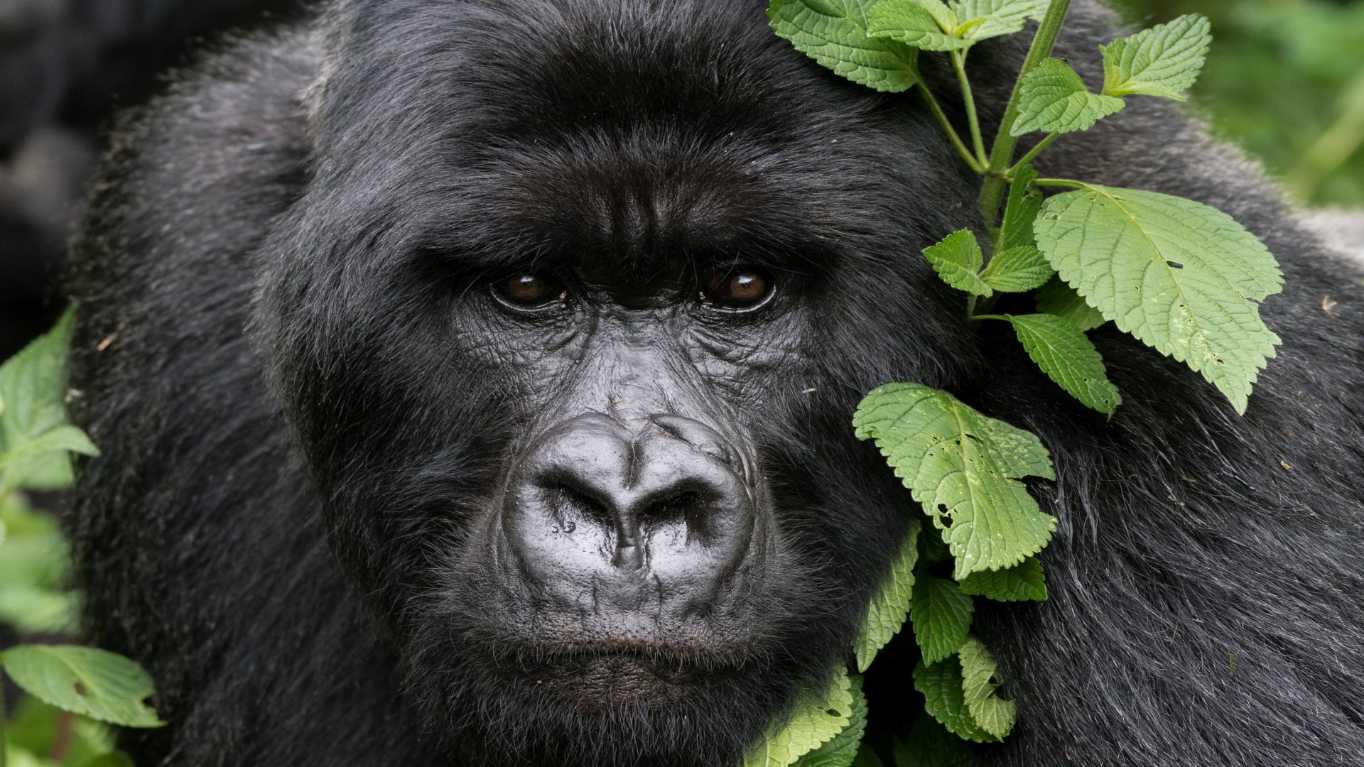 ruanda_poster_istock_4