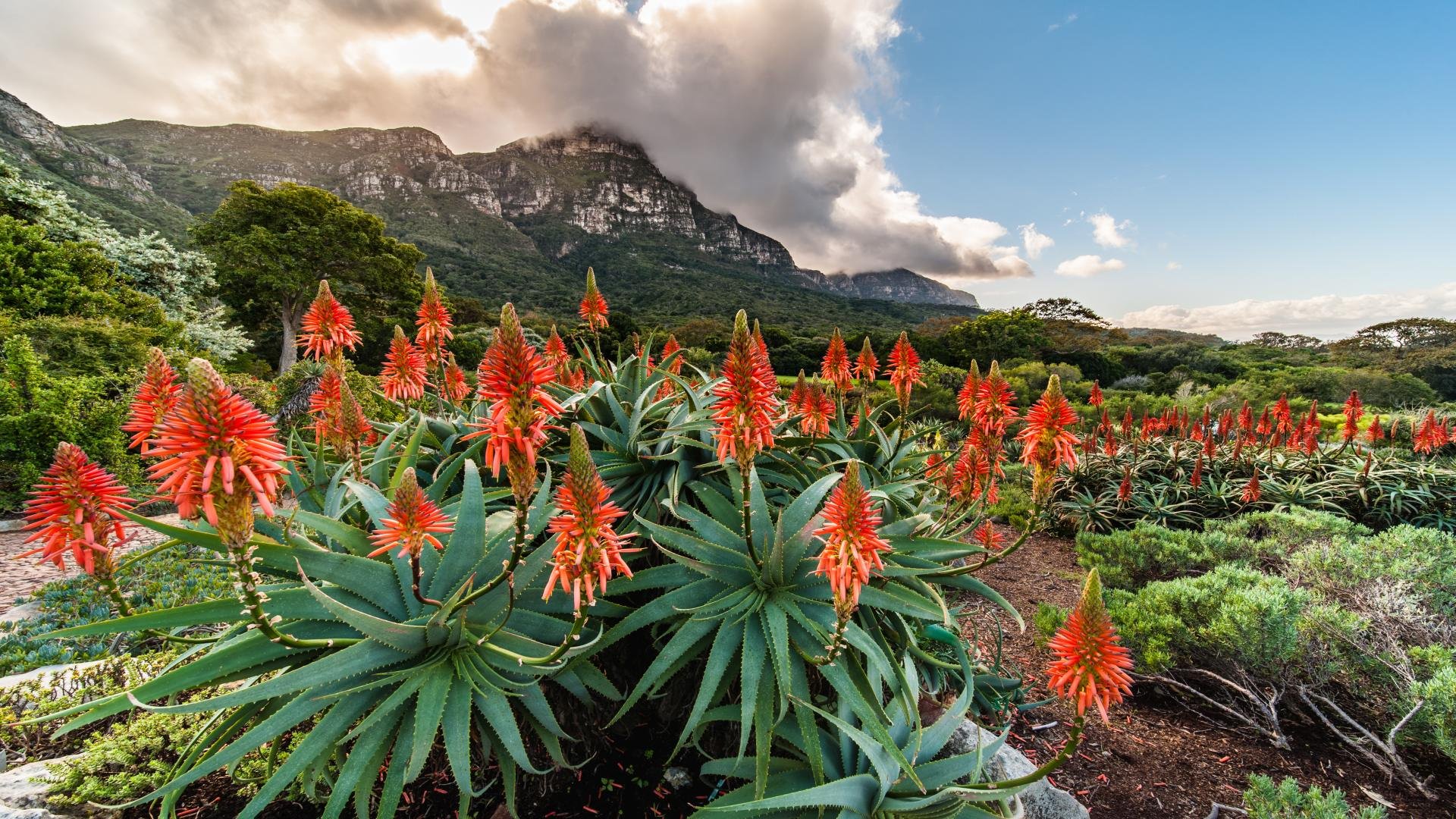 suedafrika_poster_istock_1