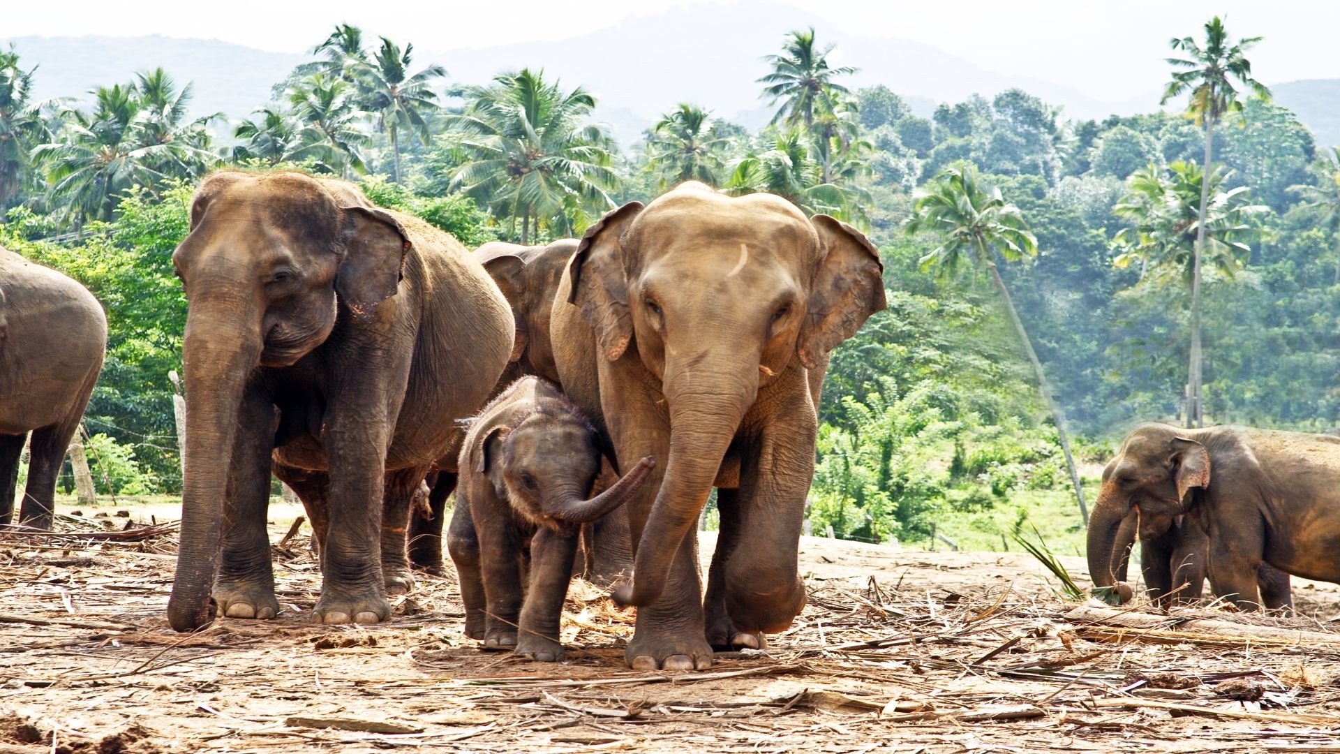 sri lanka_poster_istock_21