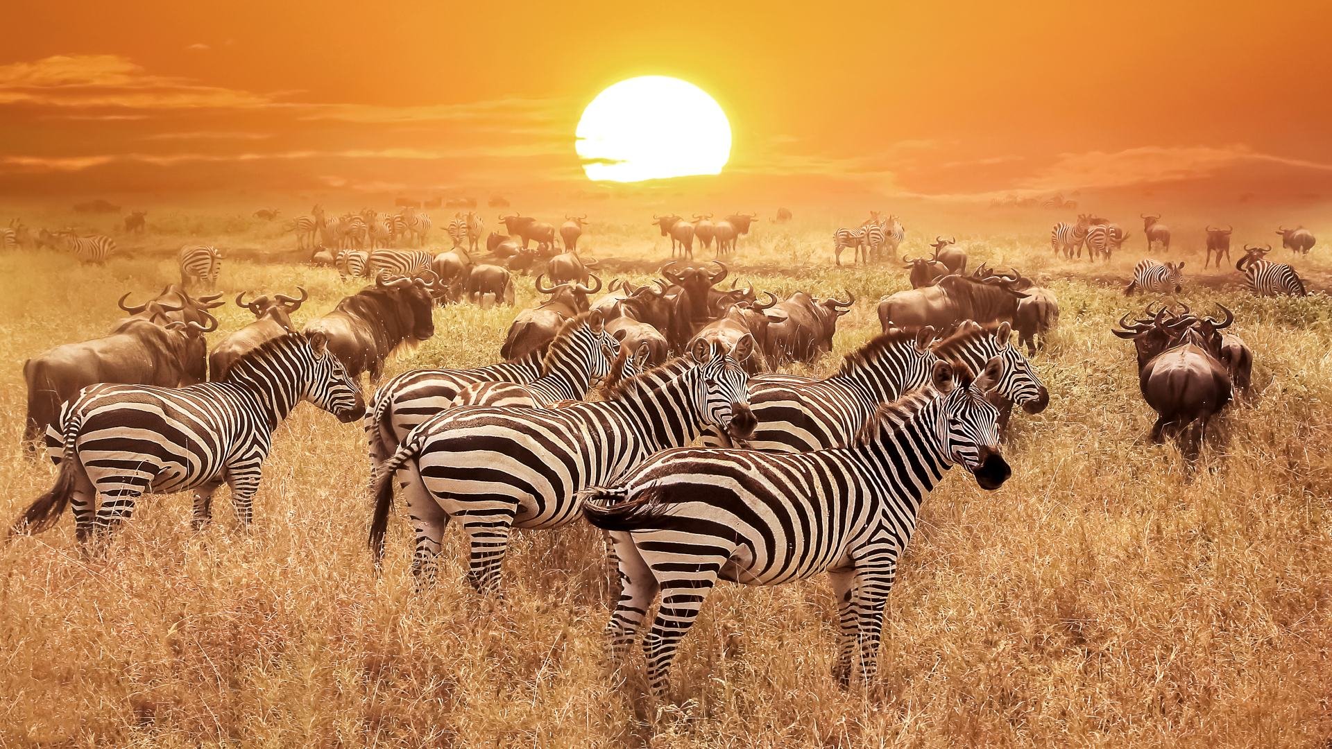 tansania_poster_istock_12