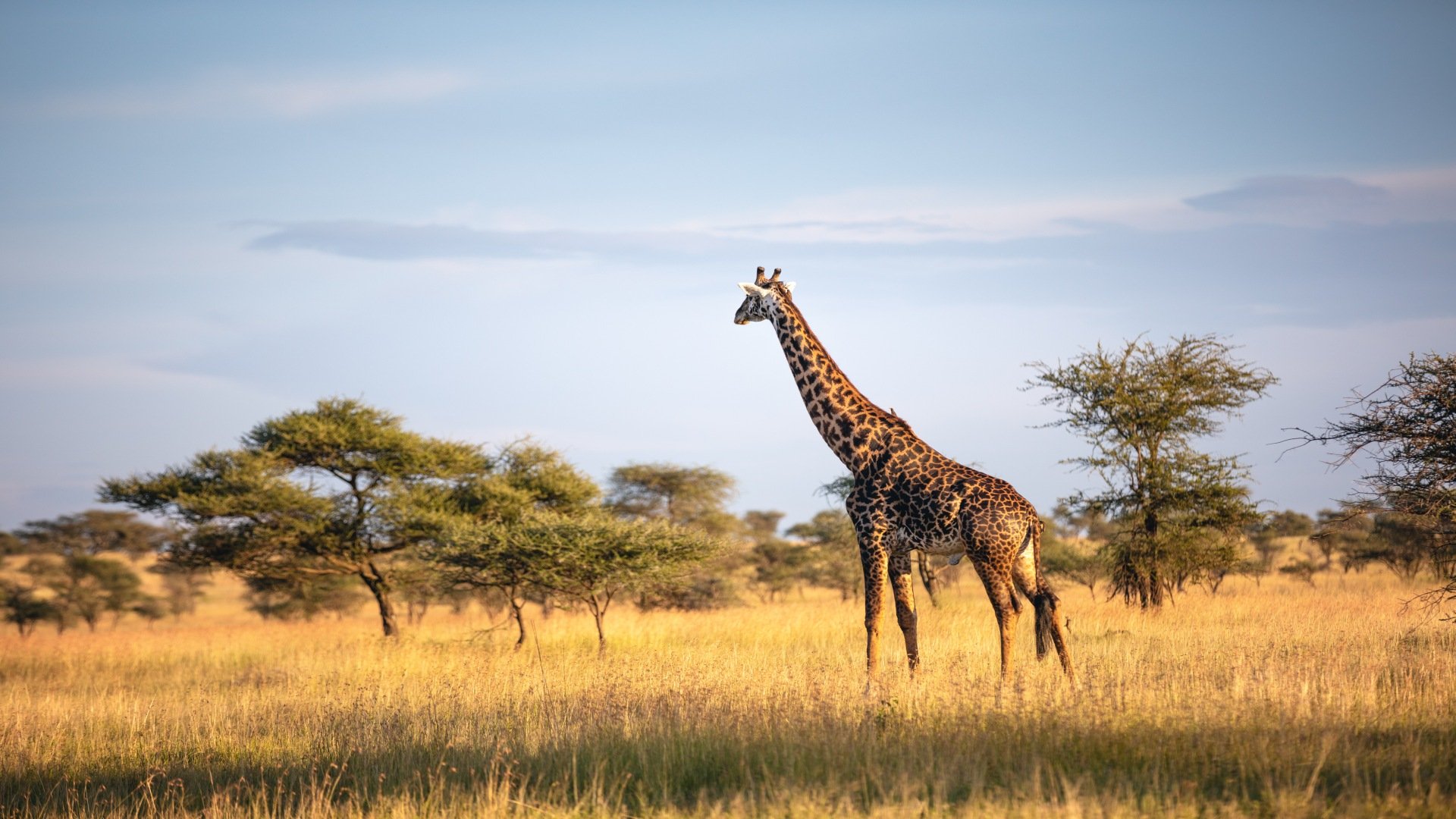 tansania_poster_istock_16