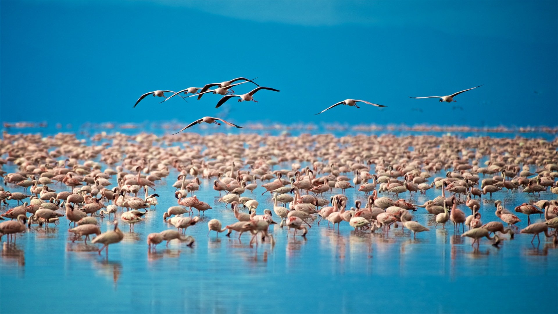 tansania_poster_istock_24