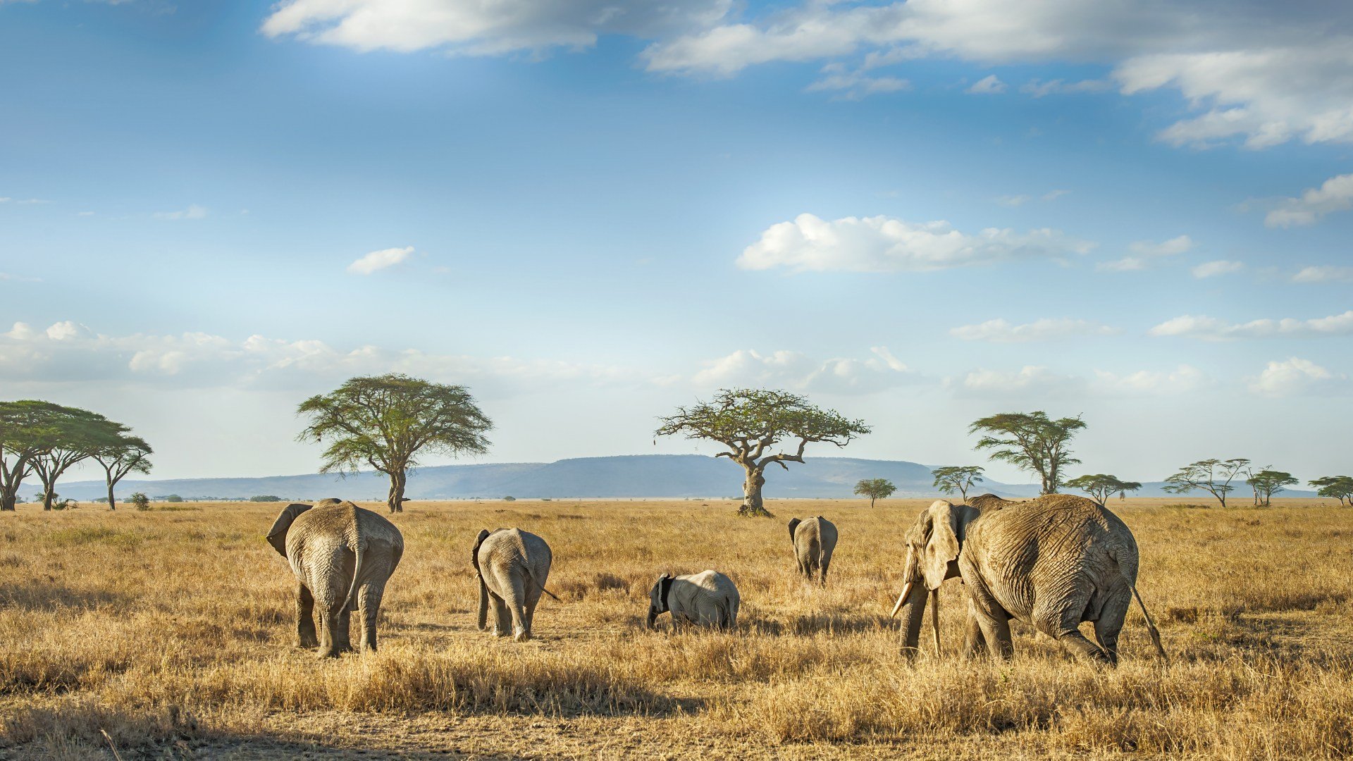 tansania_poster_istock_35