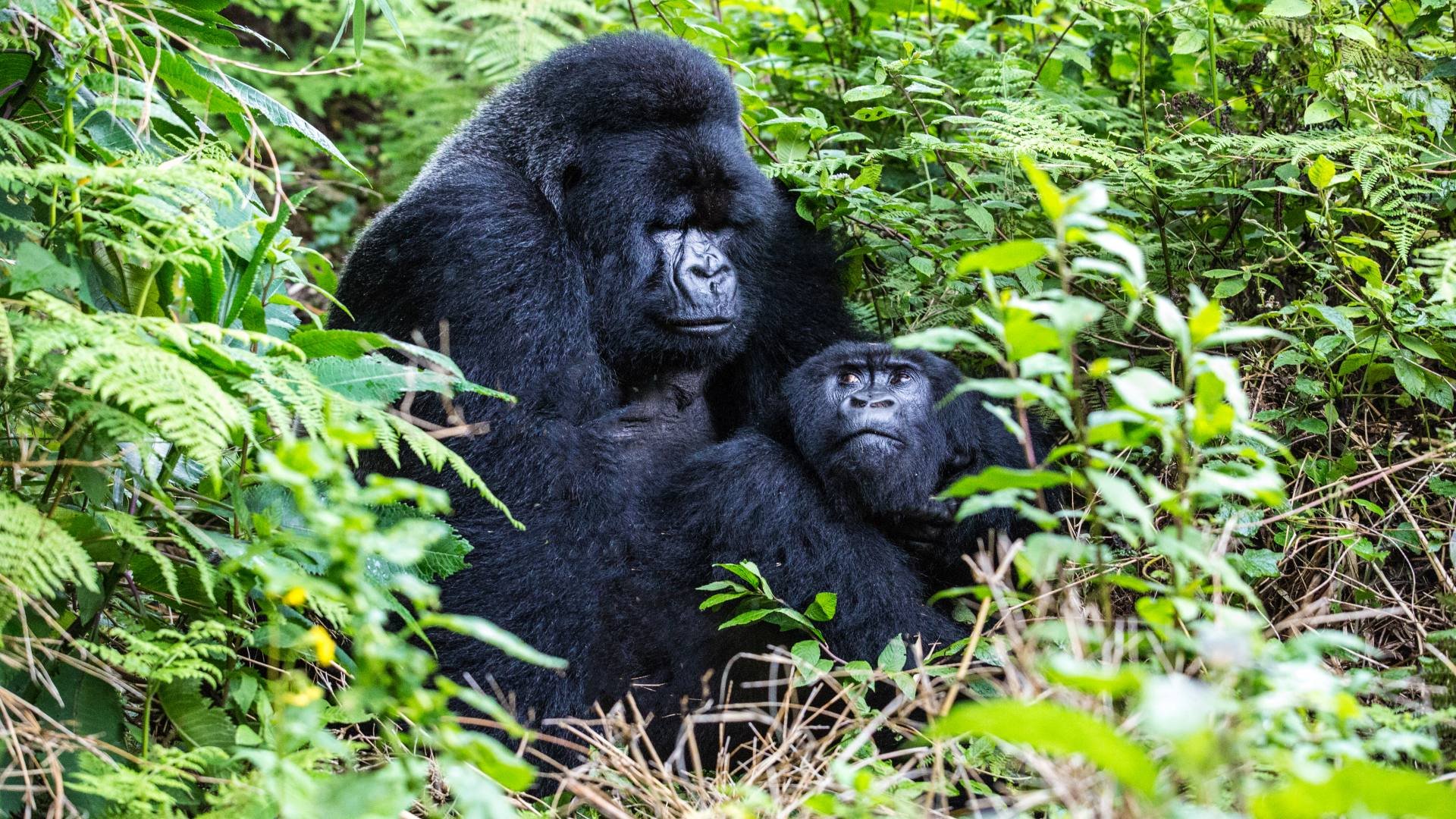 uganda_poster_istock_11