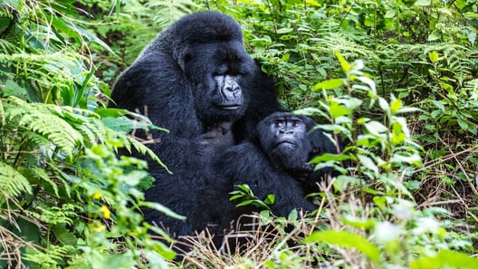 Uganda