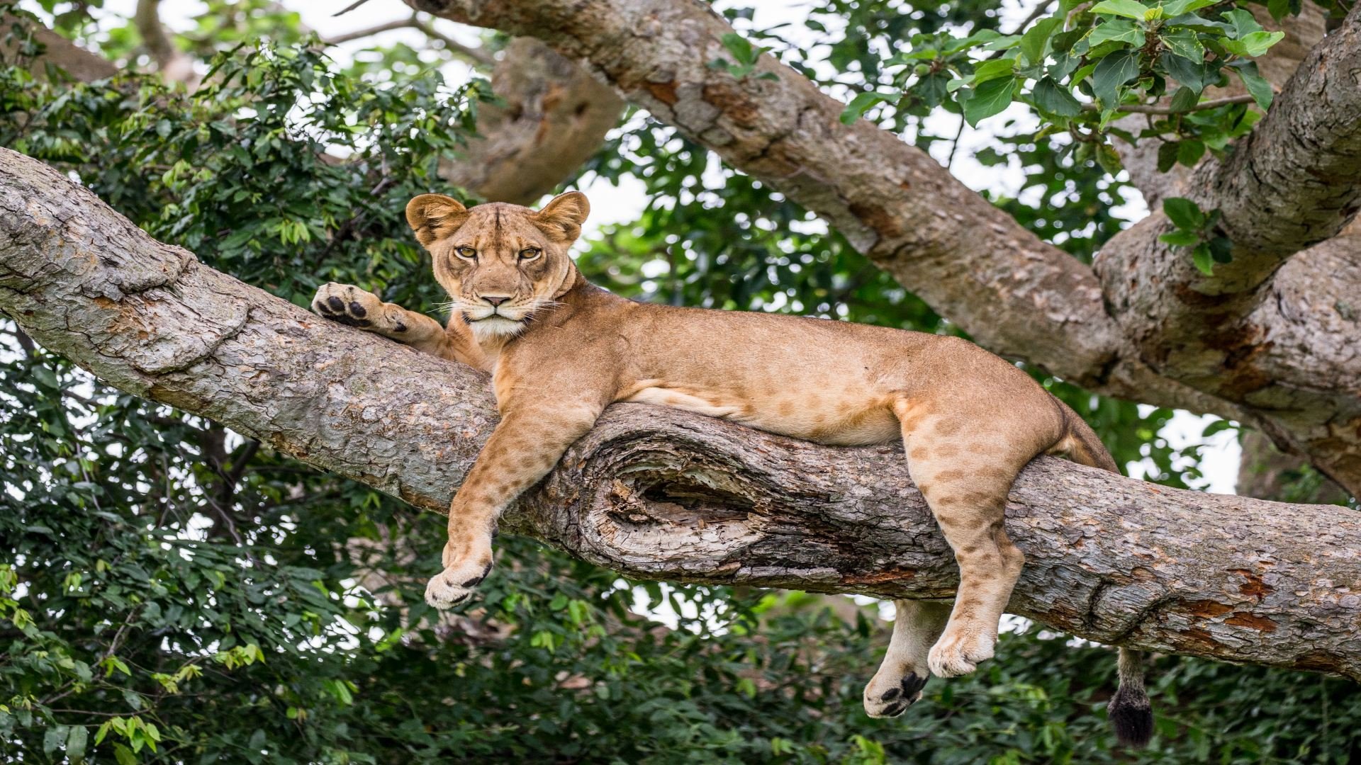 uganda_poster_istock_18