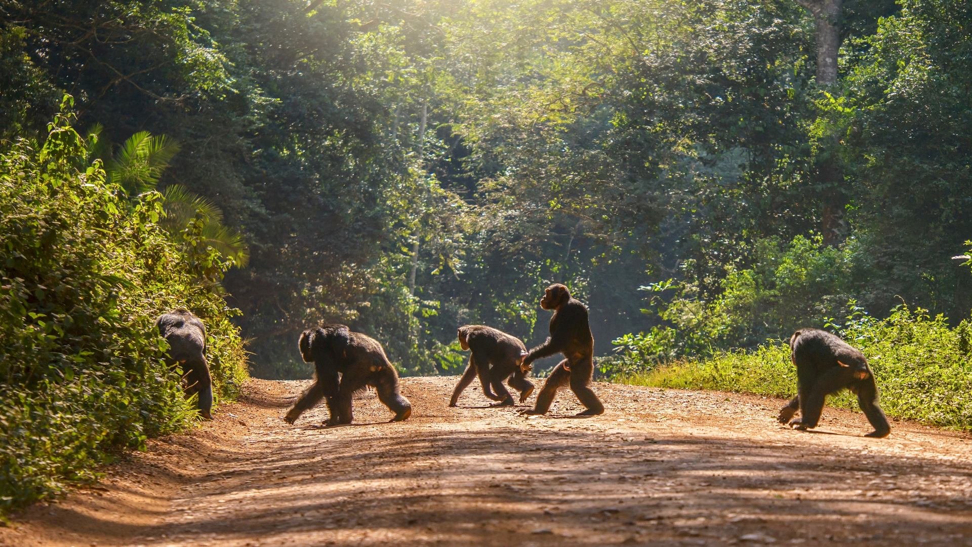 uganda_poster_istock_23