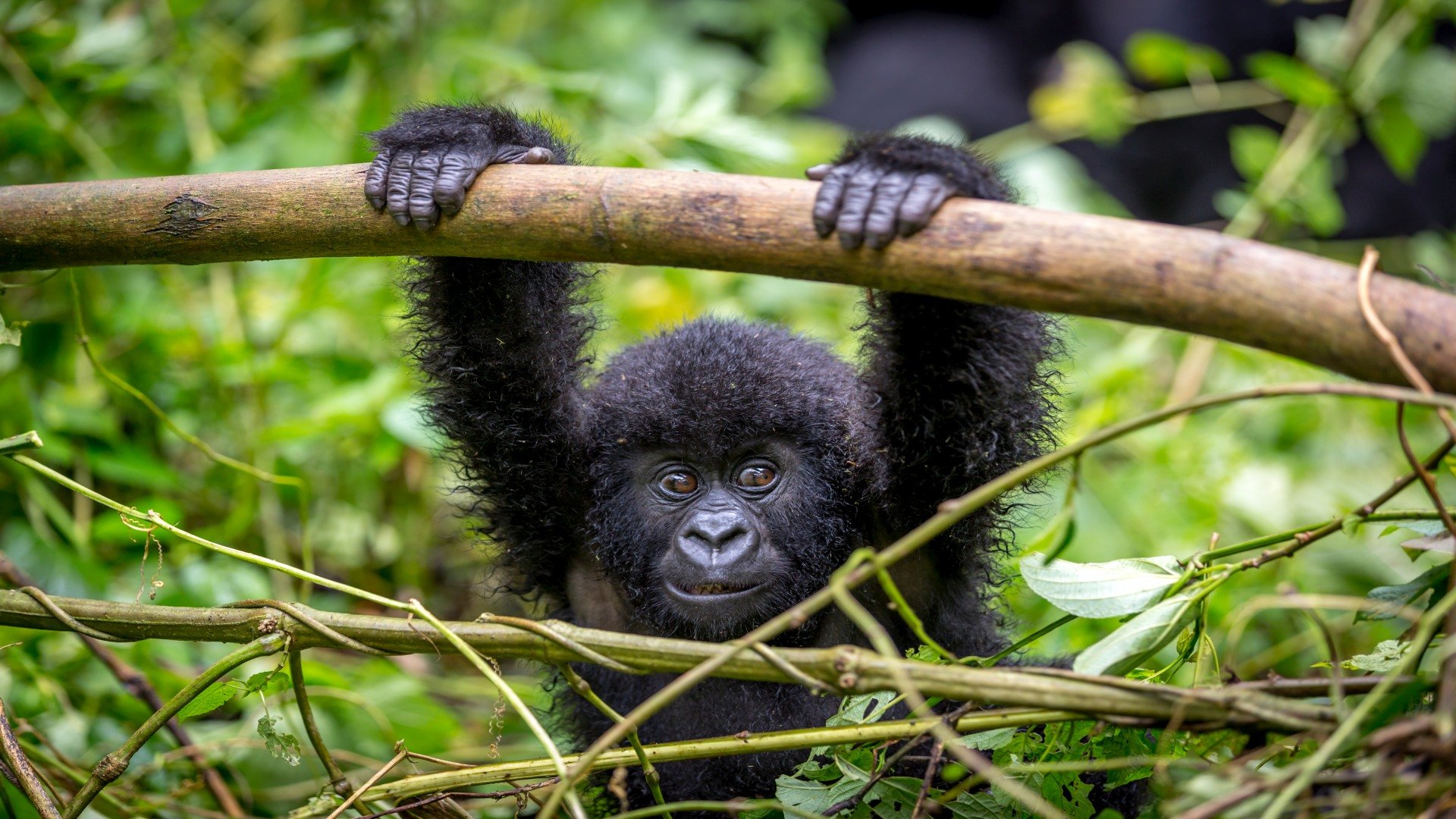 uganda_poster_istock_3