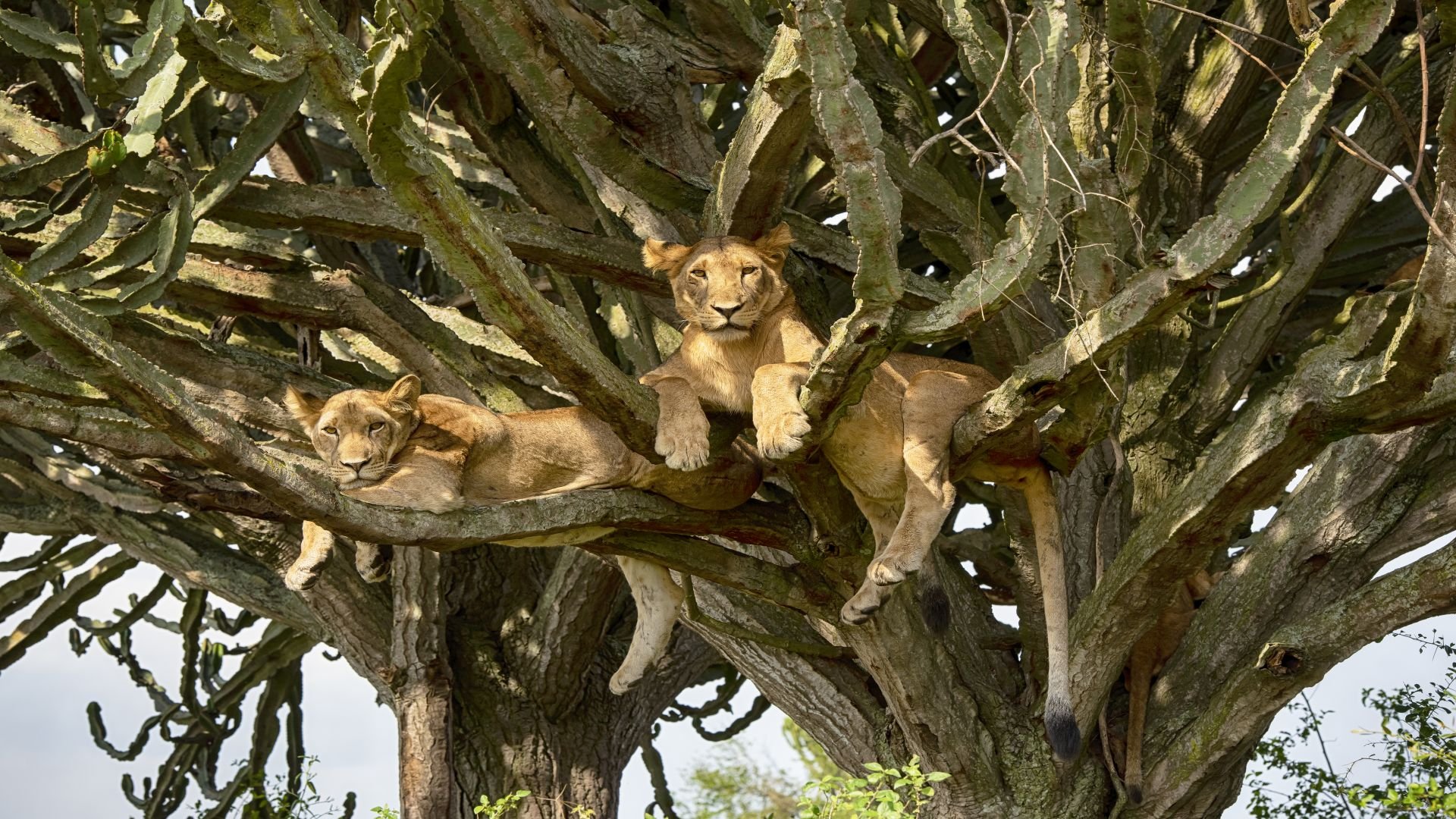 uganda_poster_istock_31