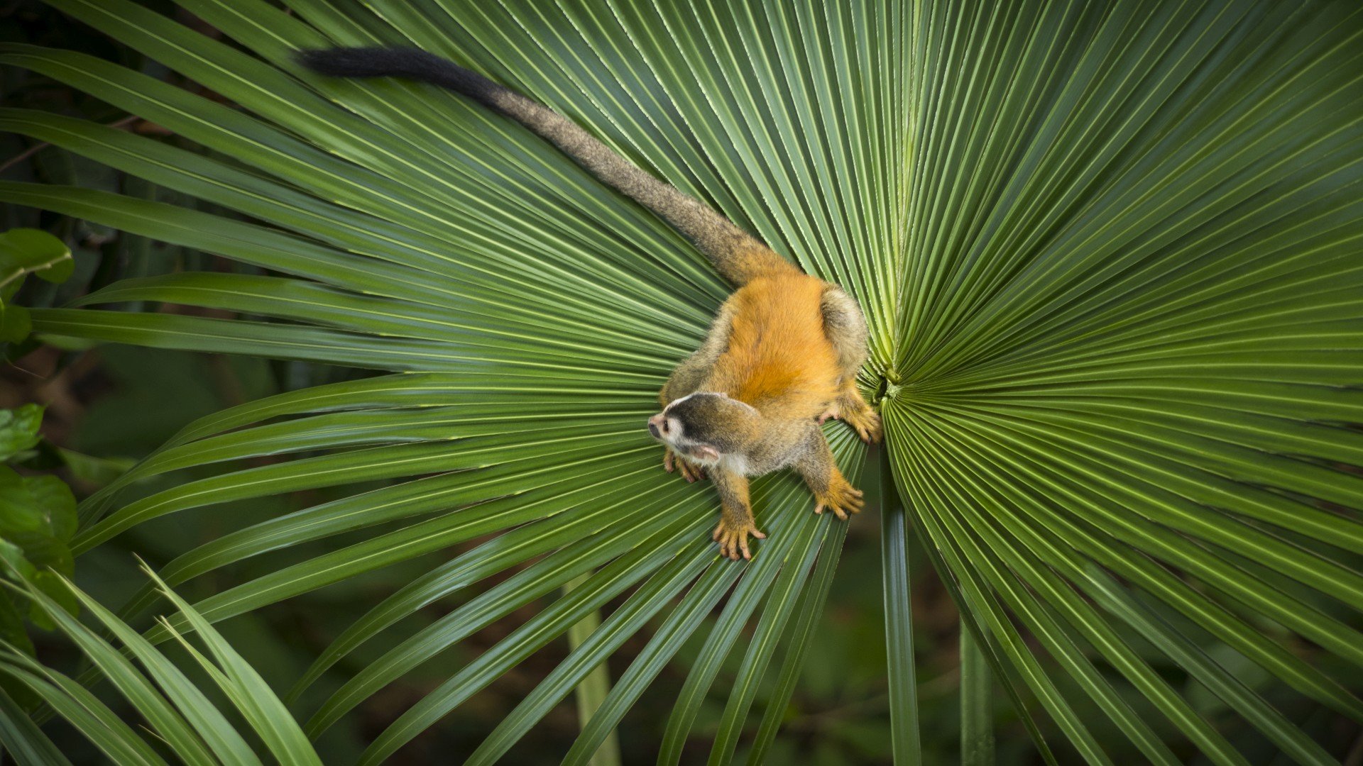 costa rica_poster_istock_45