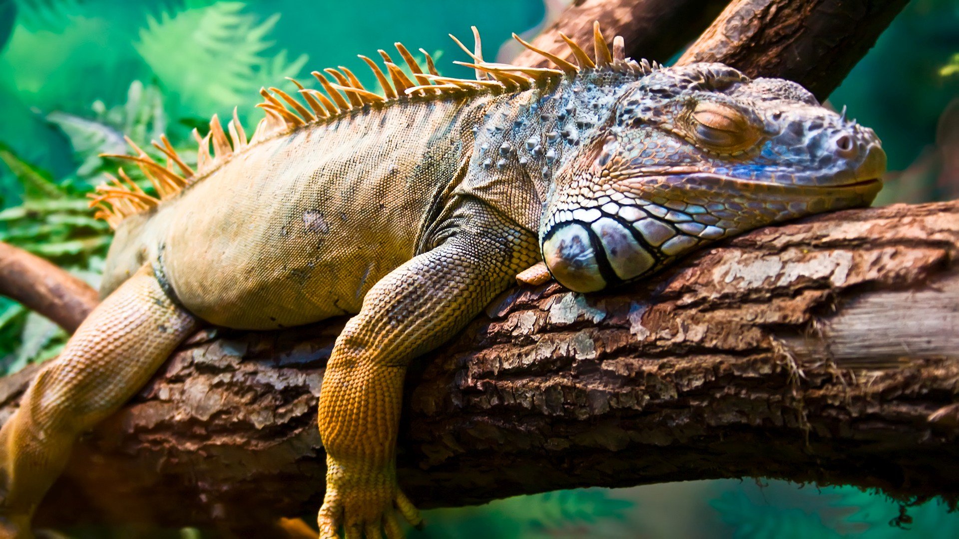 ecuador_poster_istock_211115_19