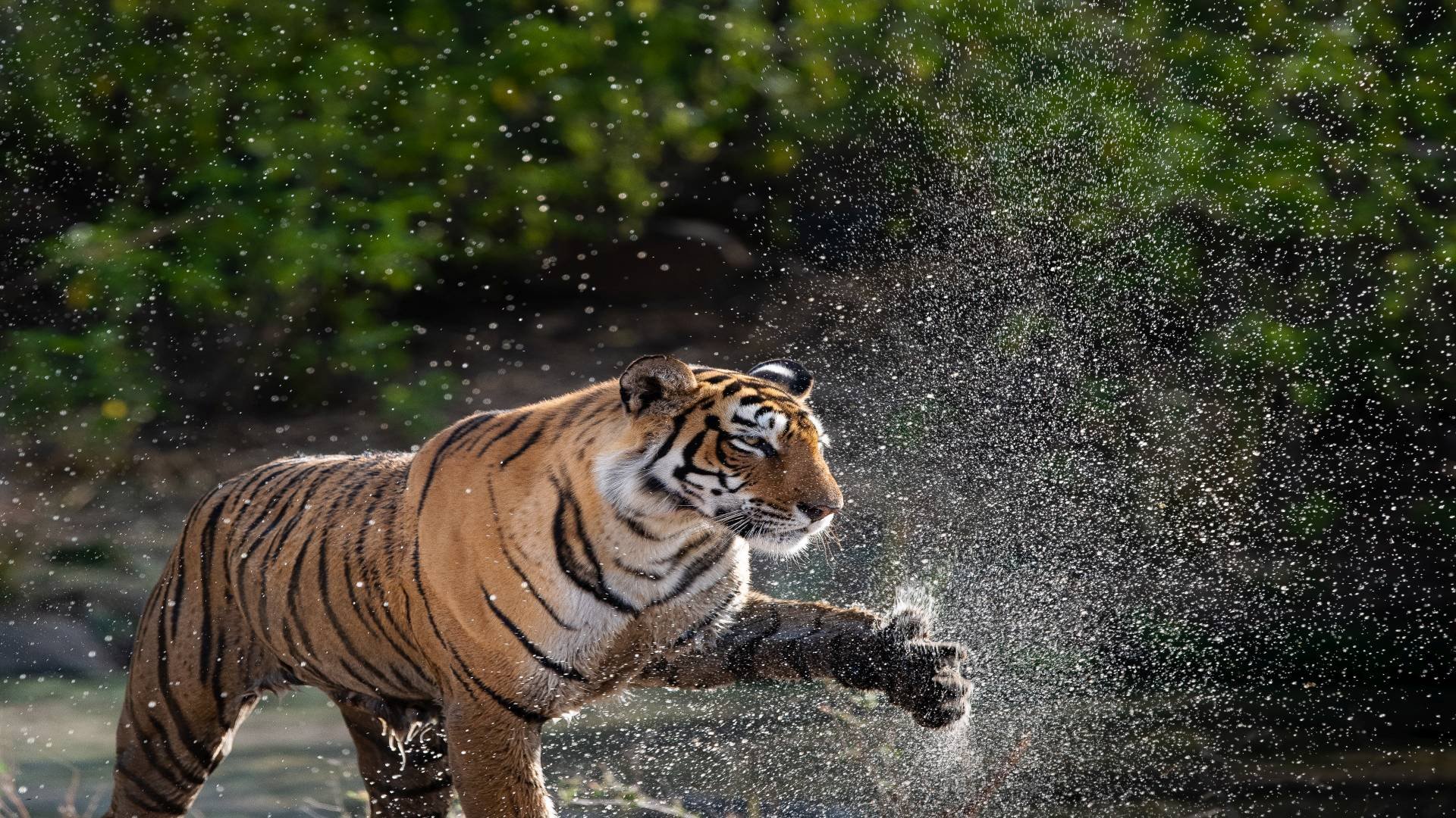 indien_poster_istock_25
