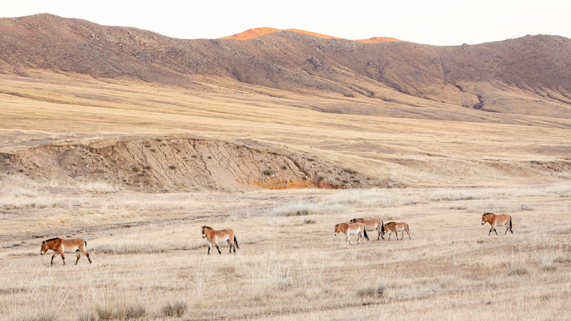 mongolei_poster_istock_7