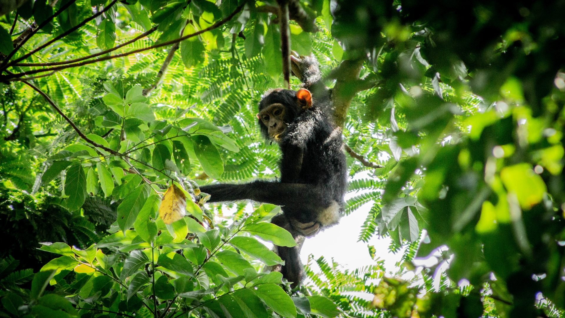 Kibale Forest Nationalpark