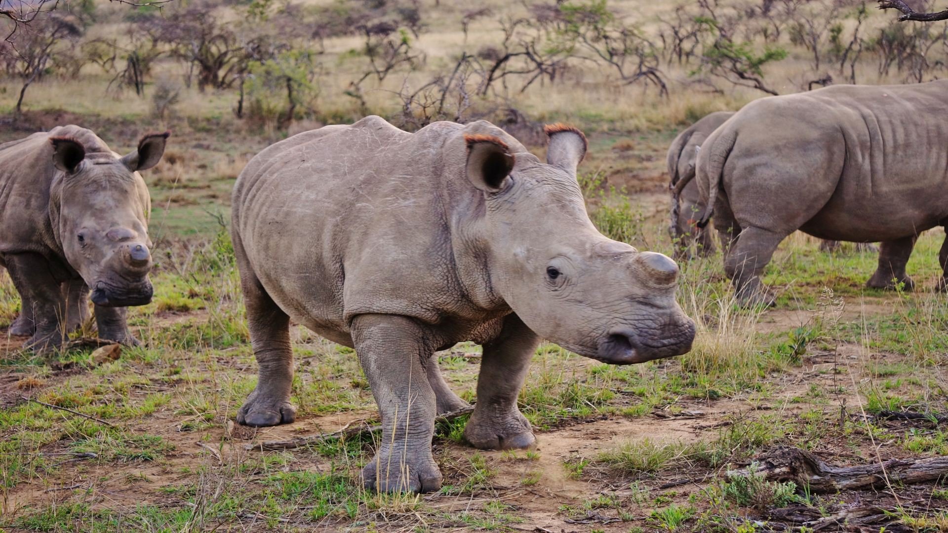 Nambiti Private Game Reserve