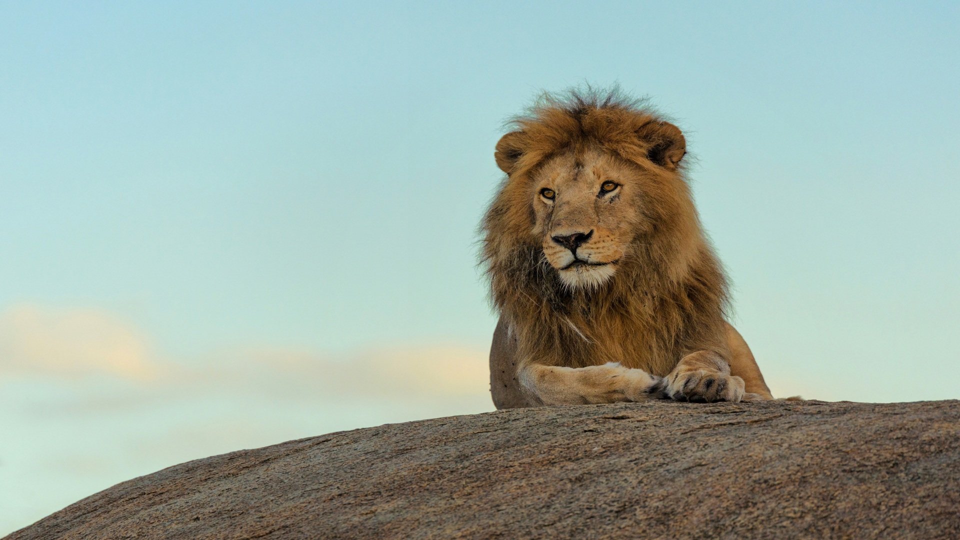 Selous