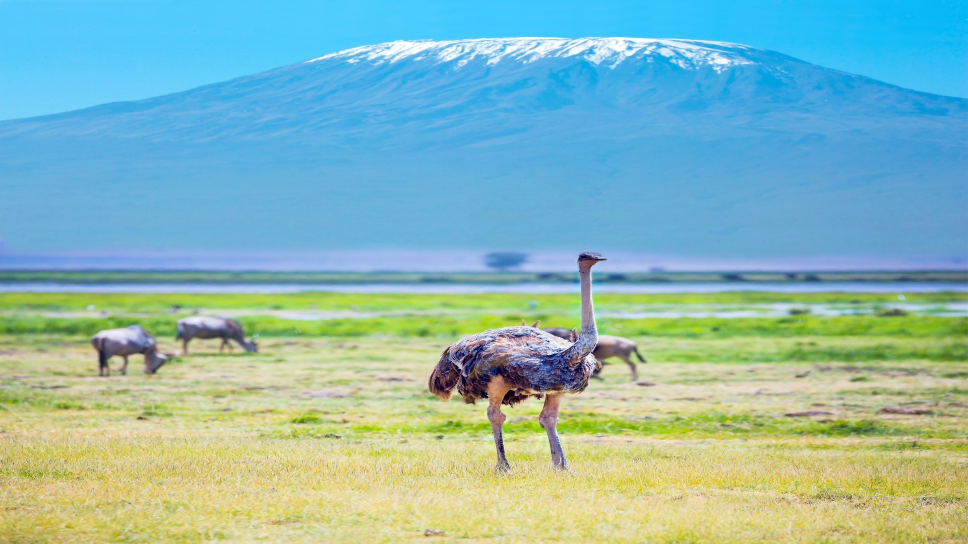 Kilimandscharo Nationalpark