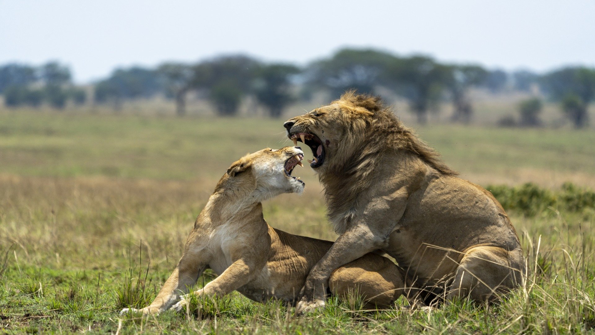 Serengeti Nationalpark