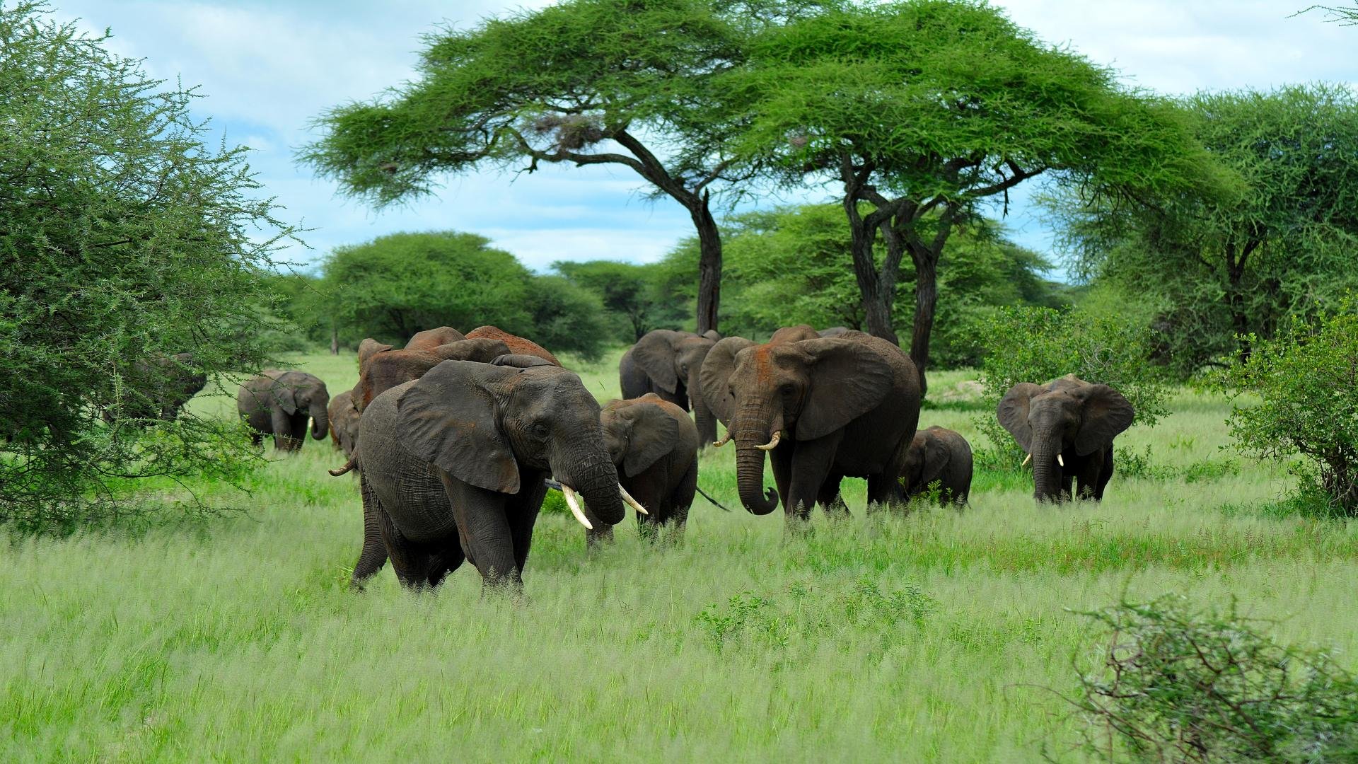 Tarangire Nationalpark