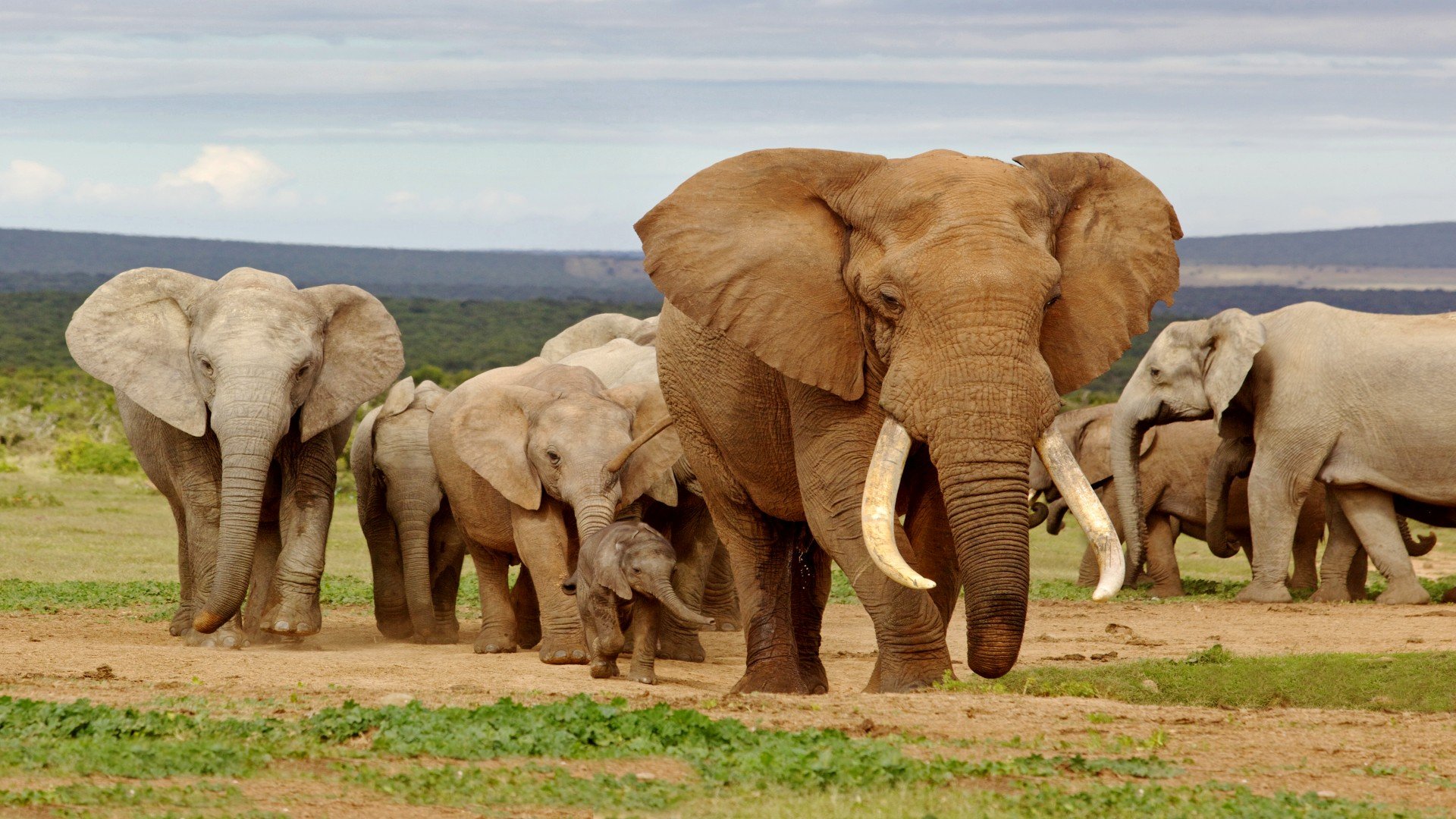 Addo Nationalpark