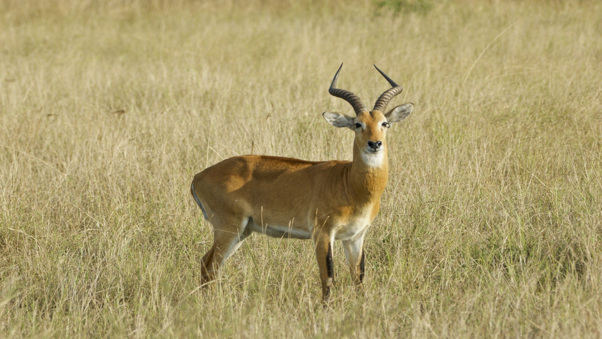 Queen Elizabeth Nationalpark