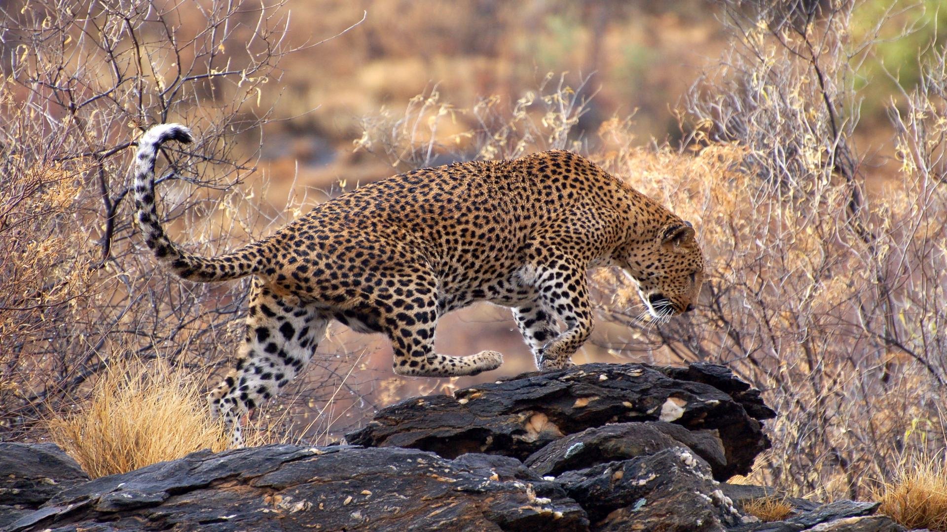 Okonjima