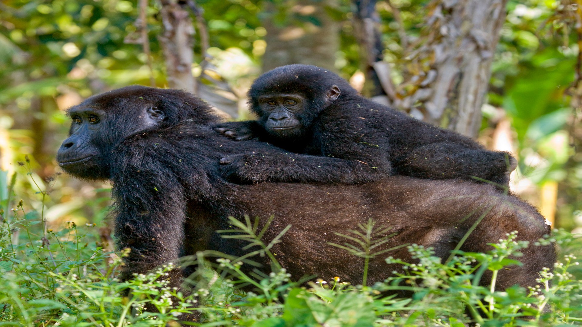 Bwindi Impenetrable Nationalpark