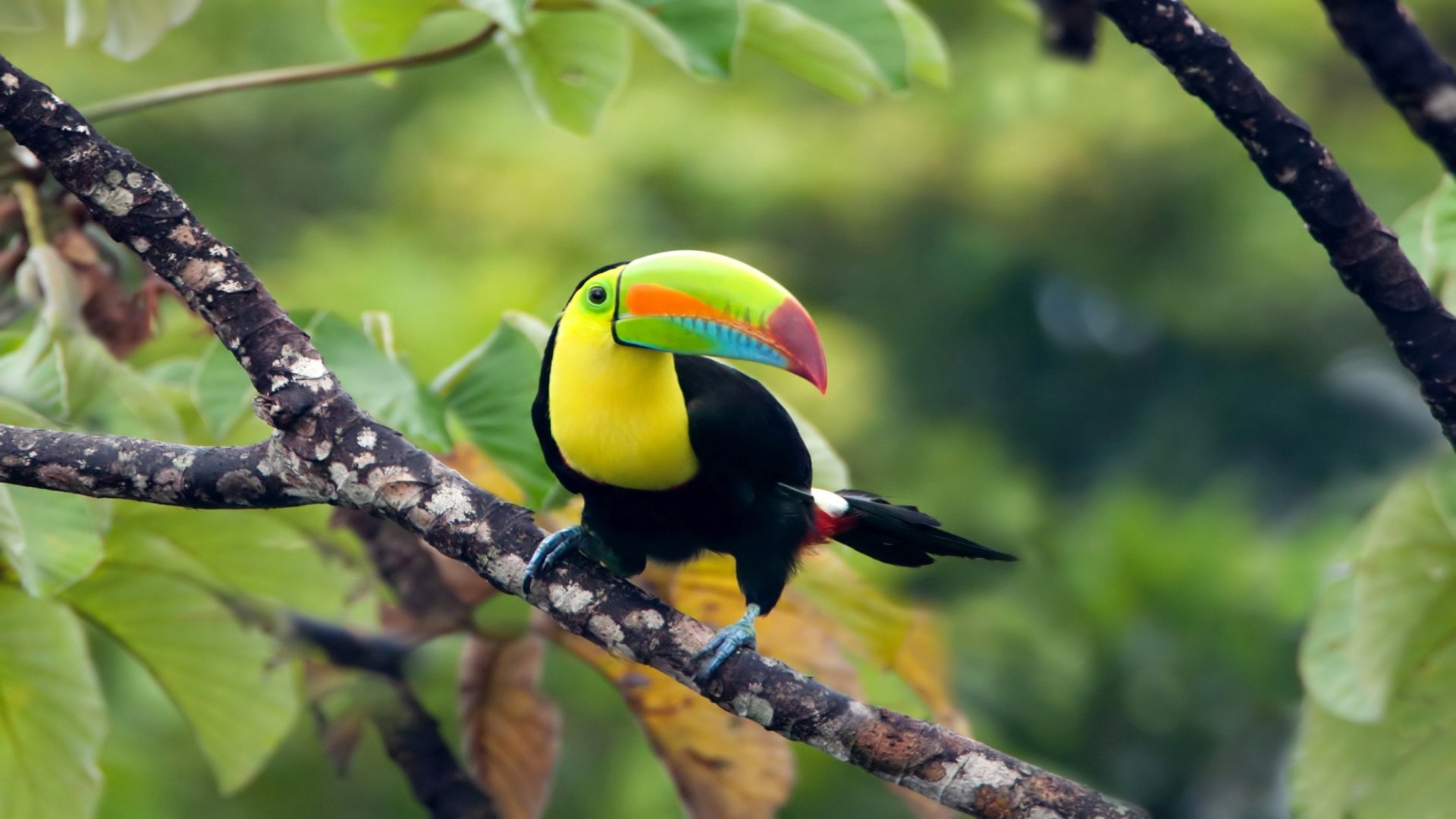 panama_poster_istock_211115_3