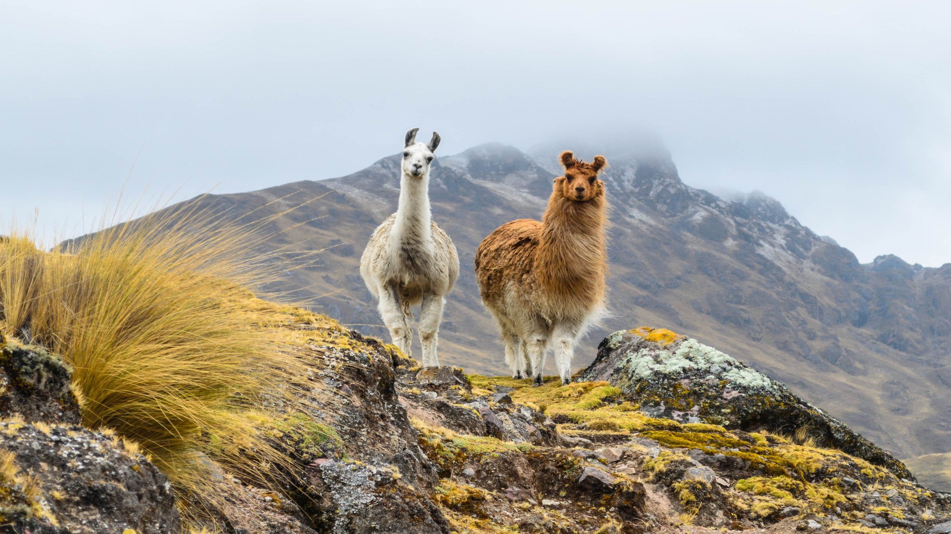 peru_poster_istock_15
