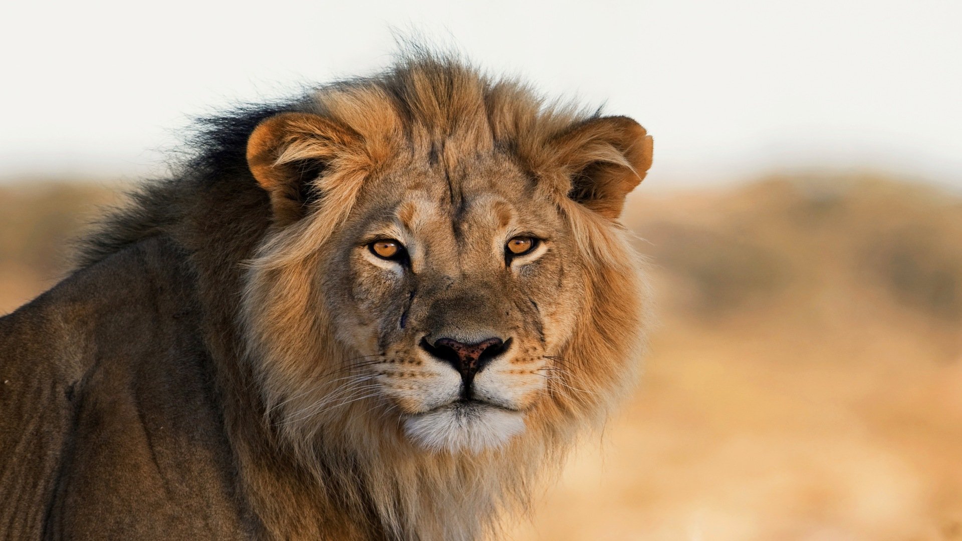 südafrika_poster_istock_211115_3