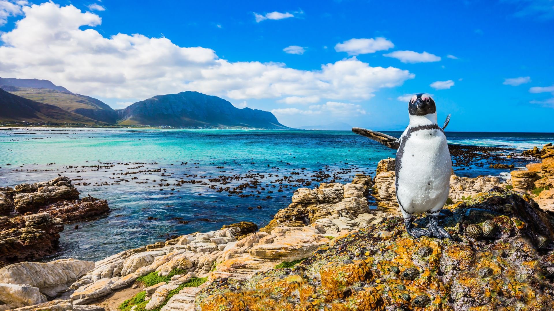 südafrika_poster_istock_211115_6