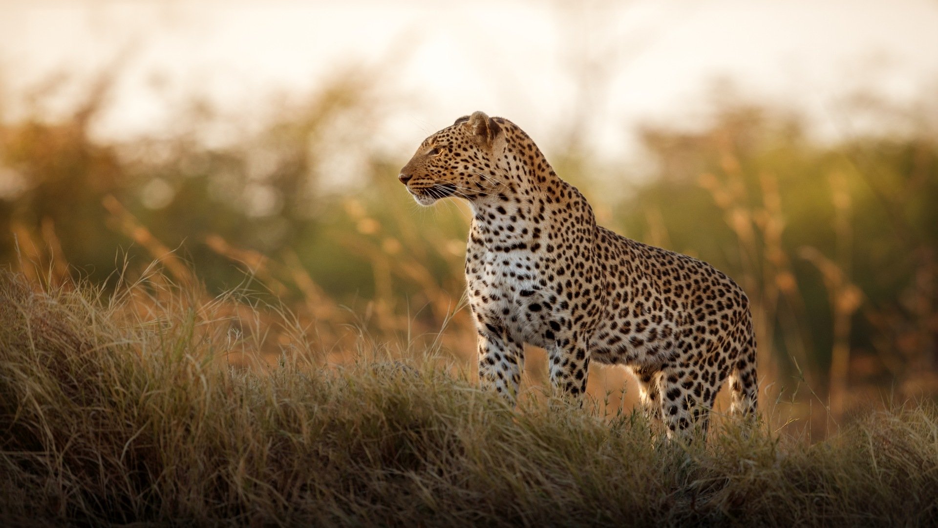 suedafrika_poster_istock_15
