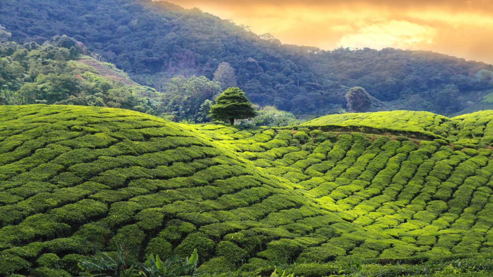 sri lanka_poster_istock_19