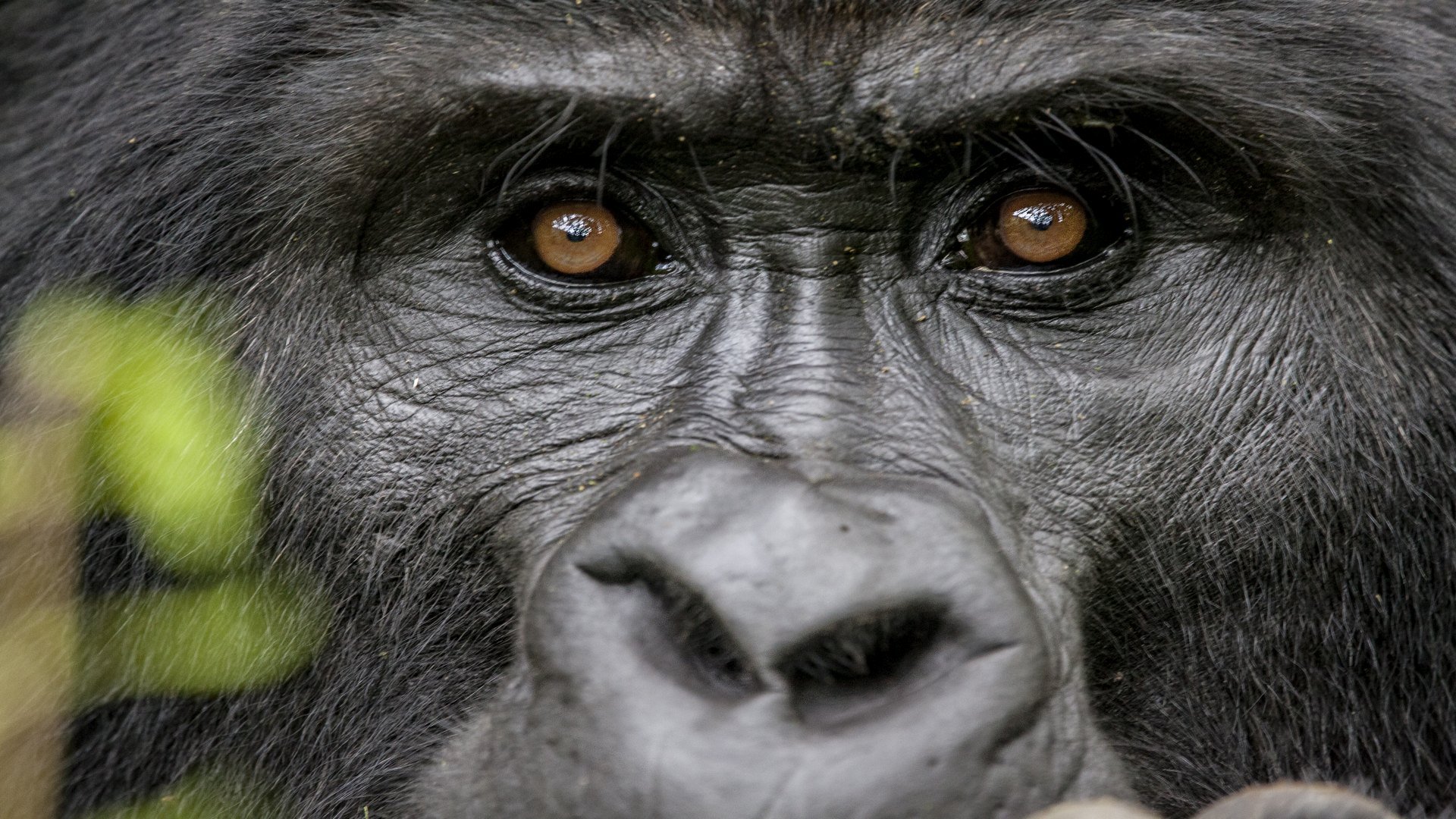 uganda_poster_istock_21