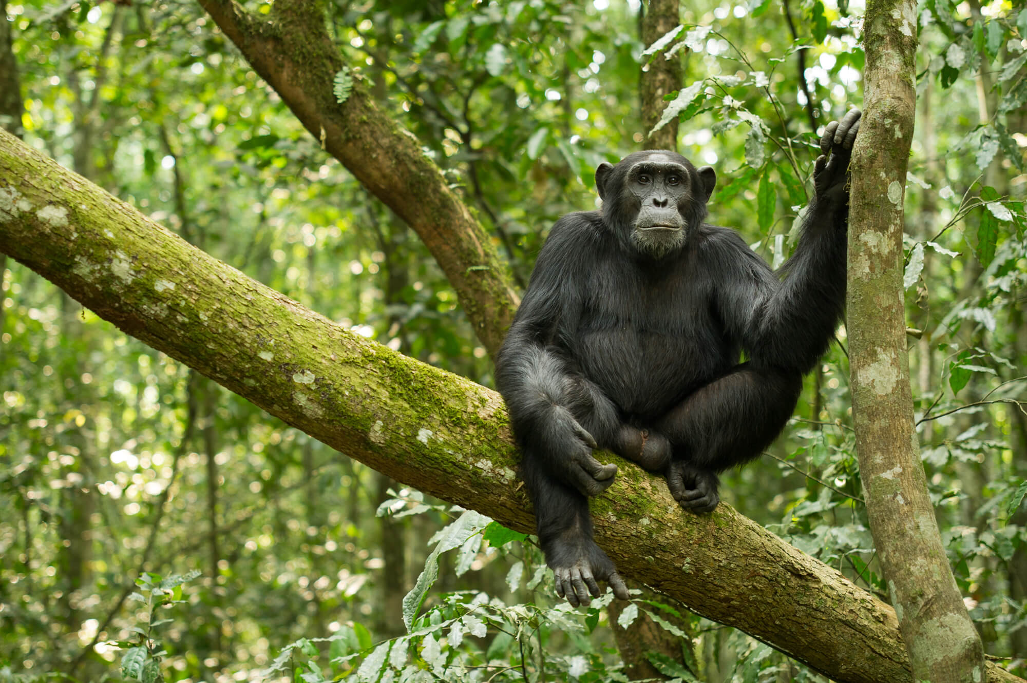 Uganda