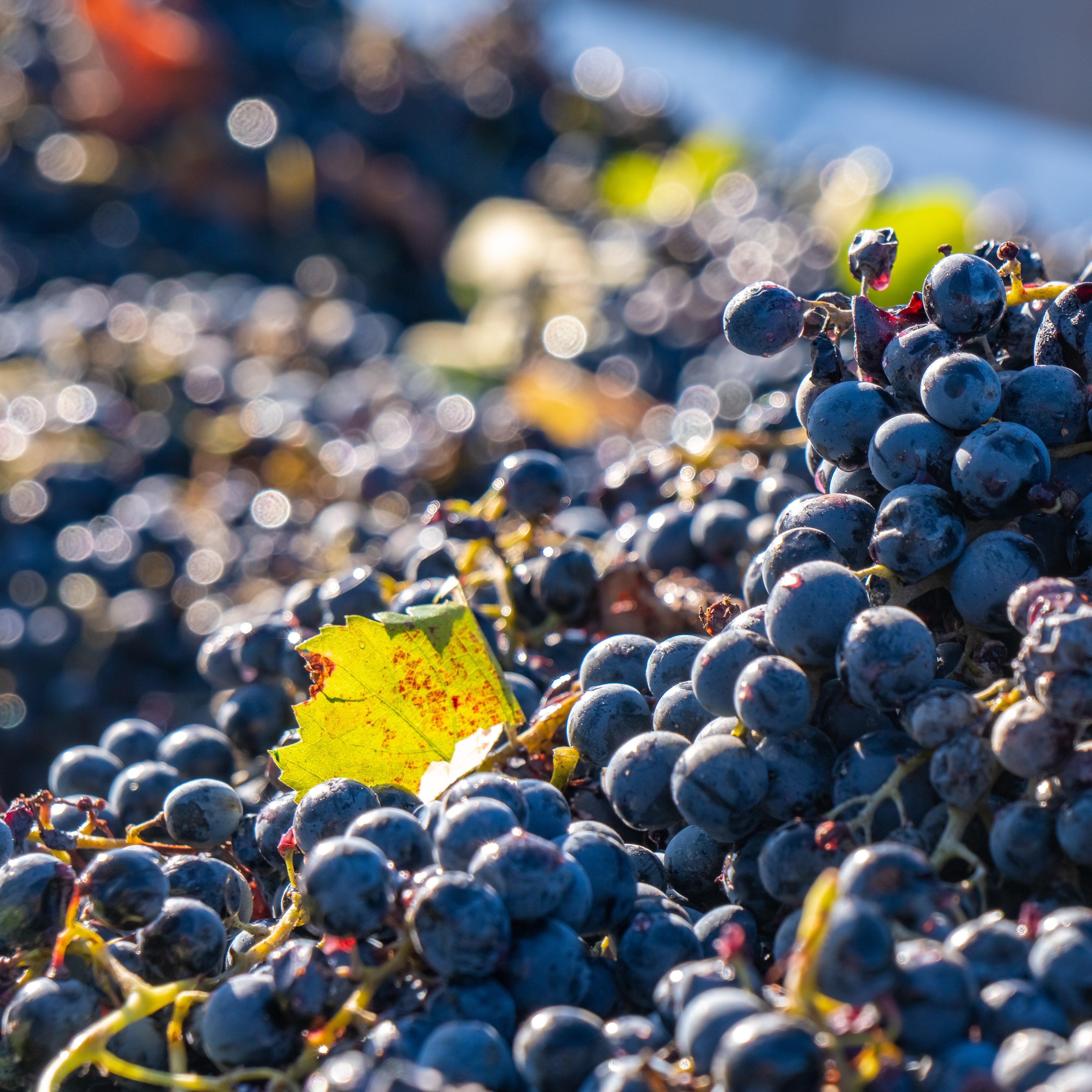georgien_wein kakheti region_iStock-1182752873_trip 410