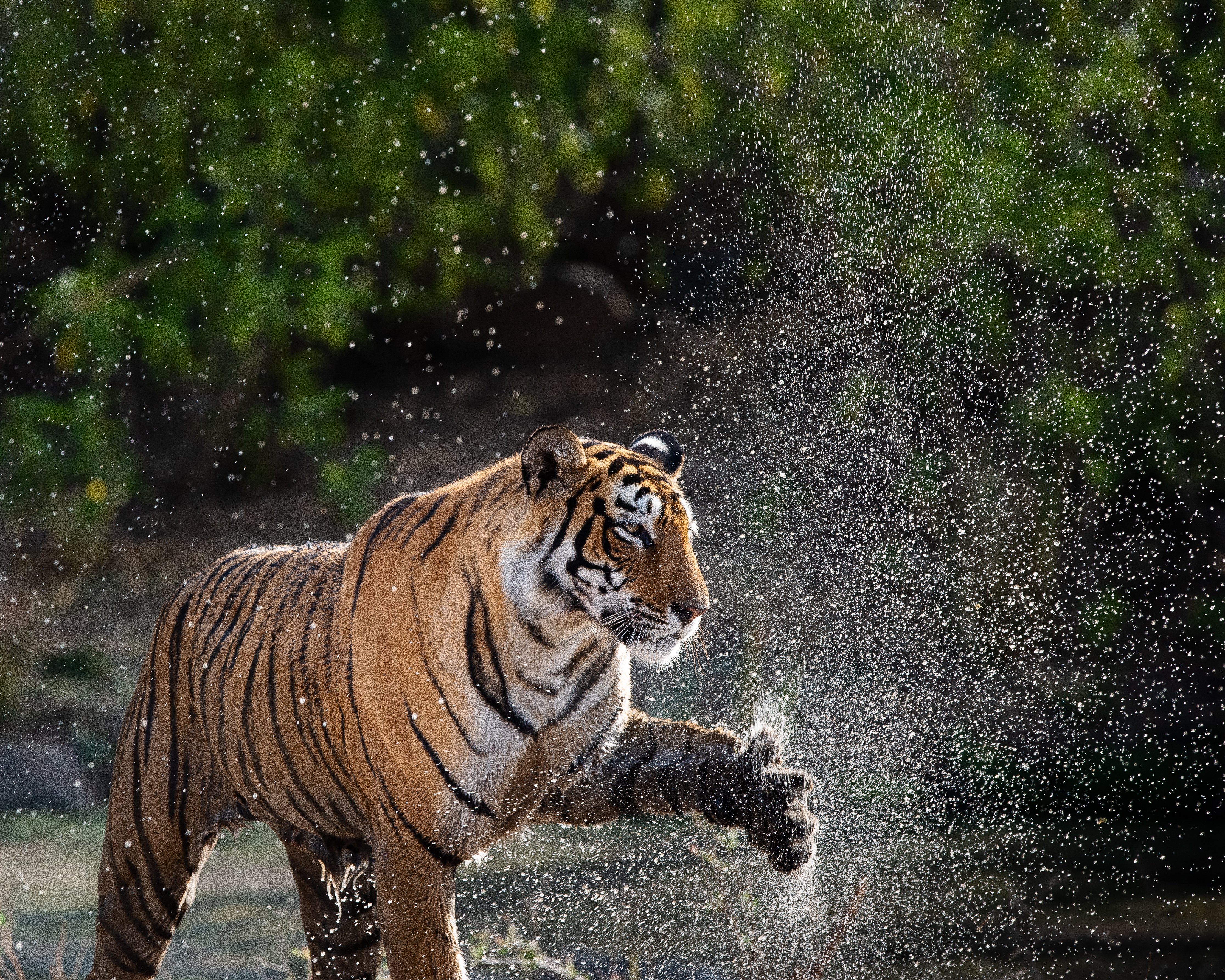 indien_Tiger_Ranthambhore National Park_iStock-1179985140_trip 326