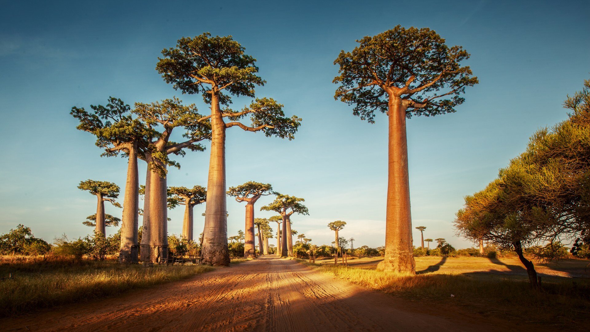 madagaskar_poster_istock_13