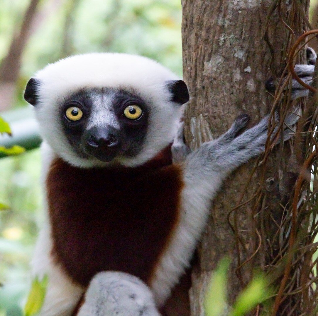 madagaskar_poster_istock_22