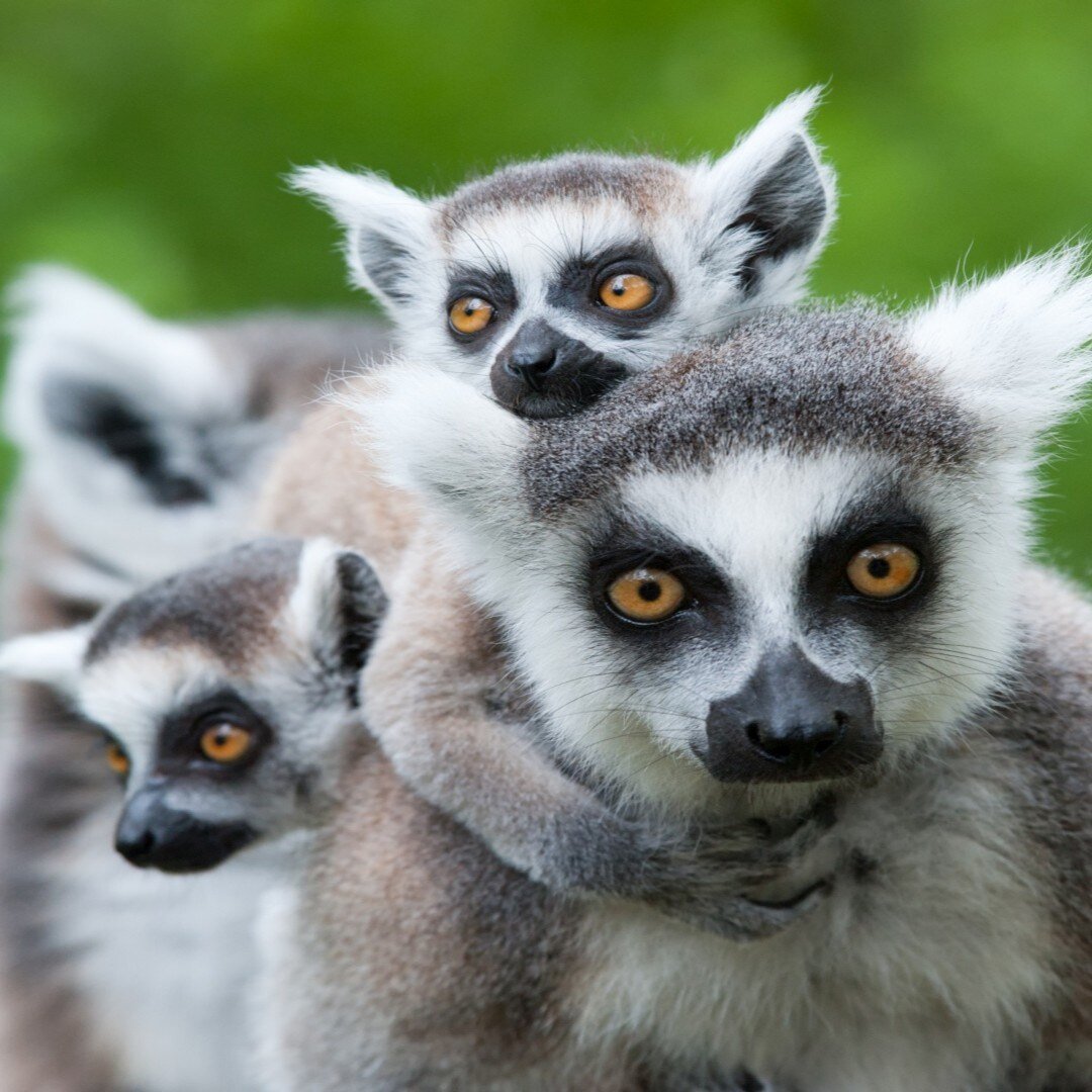 madagaskar_poster_istock_7