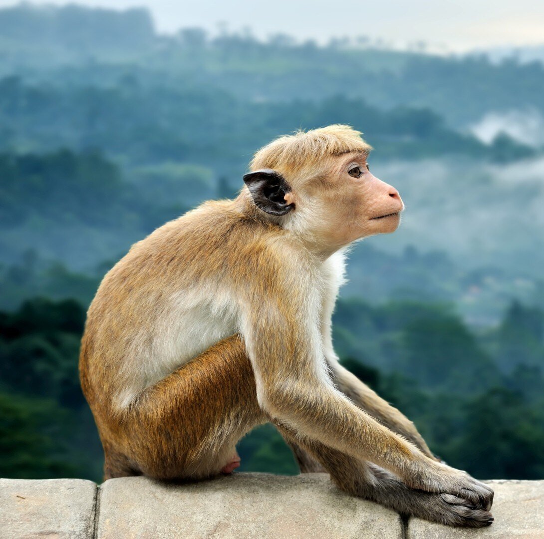 sri lanka_poster_istock_10-1