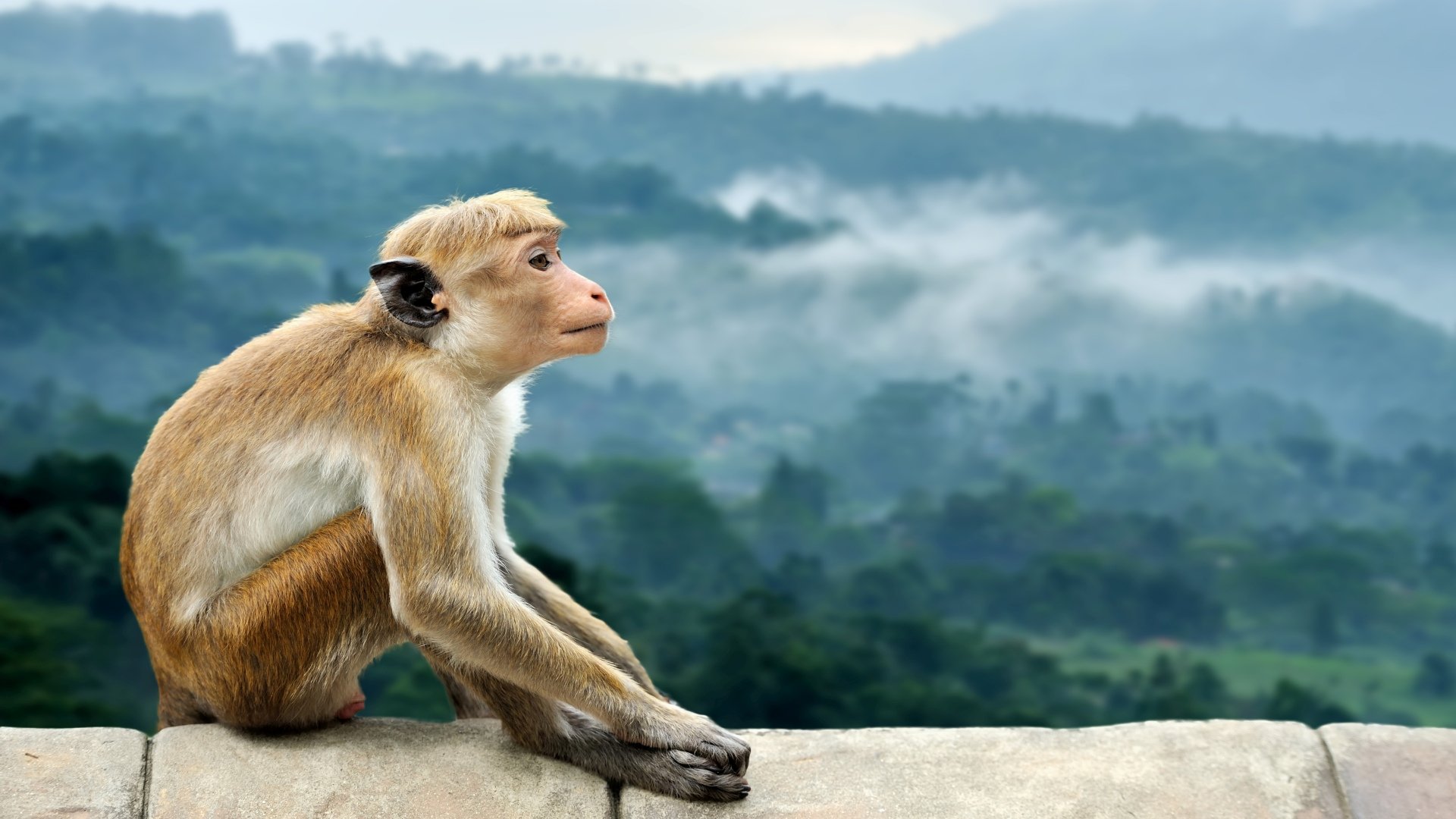 sri lanka_poster_istock_10